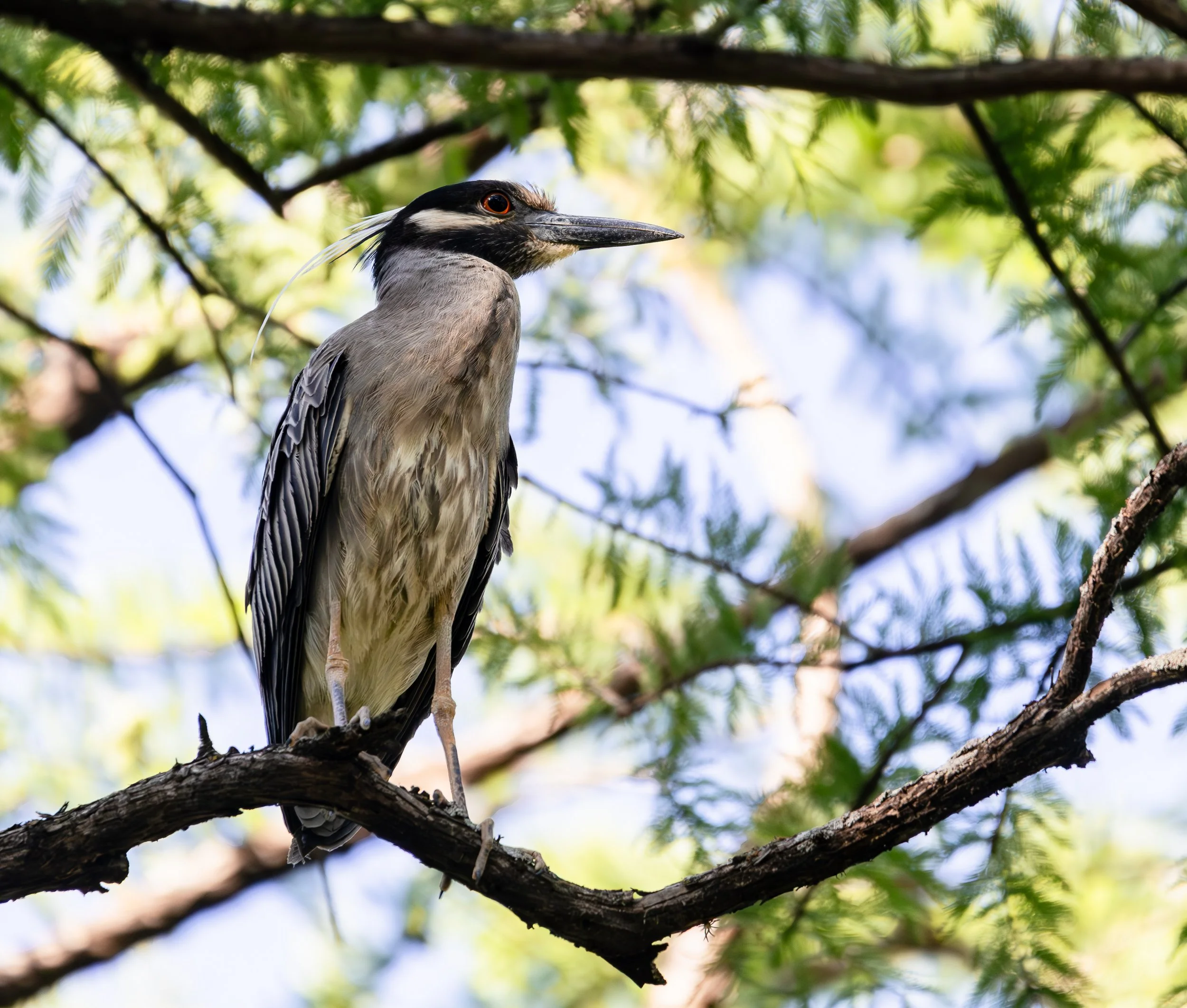 Yellow-Crowned Night Heron; June 1, 2026
Canon EOS R6m2
150-600mm F5-6.3 DG OS HSM
Dimensions: 3189 × 2708