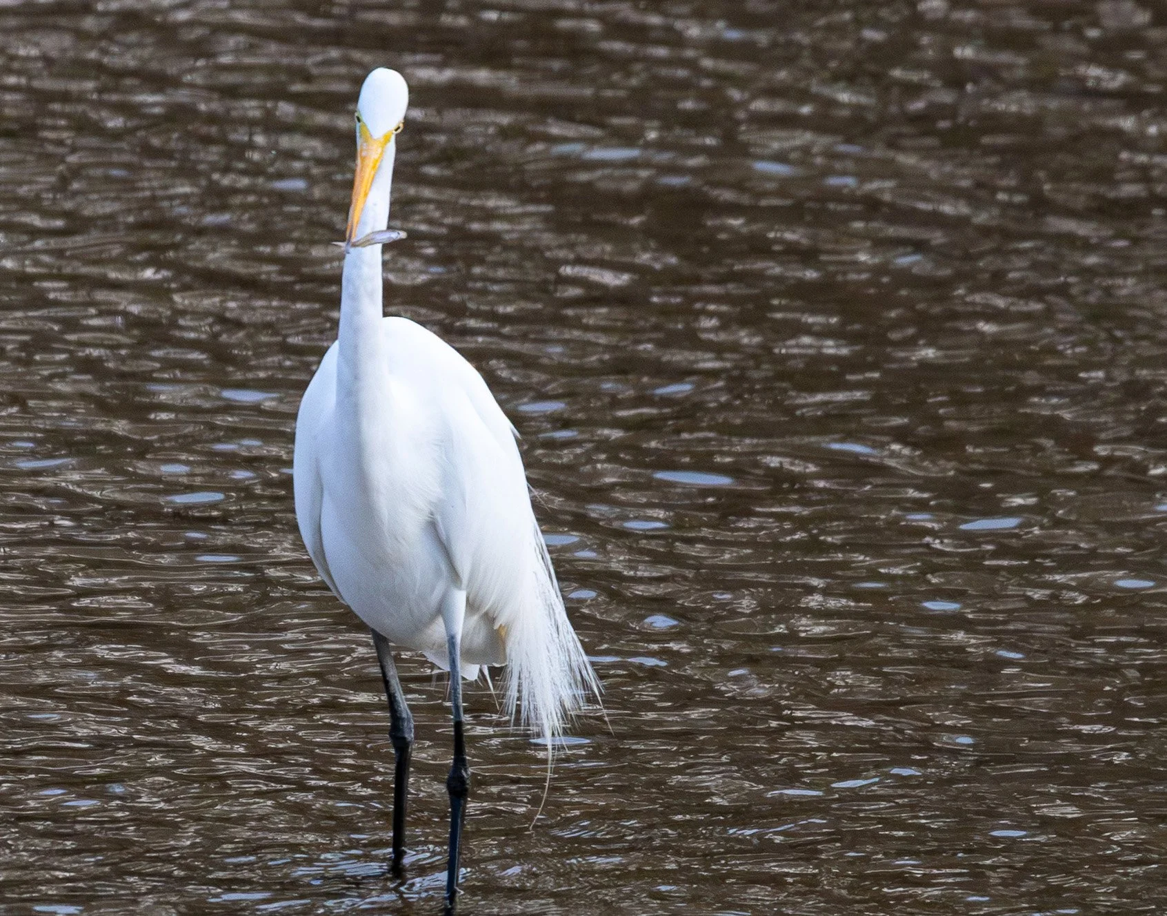 a great egret eyeing a small fish just captured
