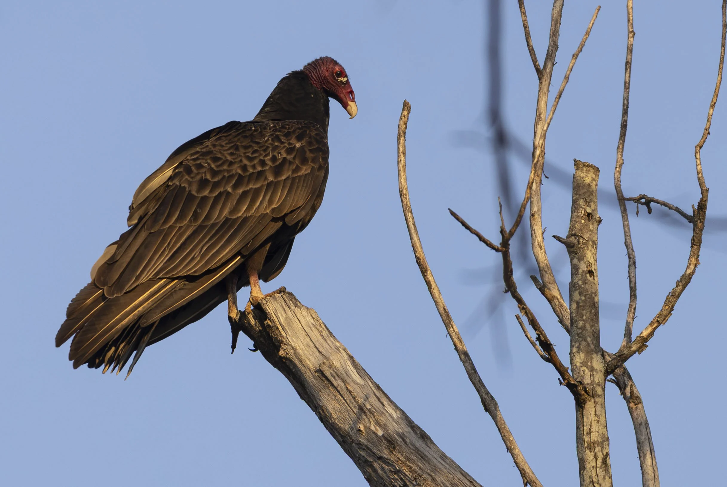 Turkey Vulture, February 12, 2026
Canon EOS R6m2
150-600mm F5-6.3 DG OS HSM
Dimensions: 2433x1628