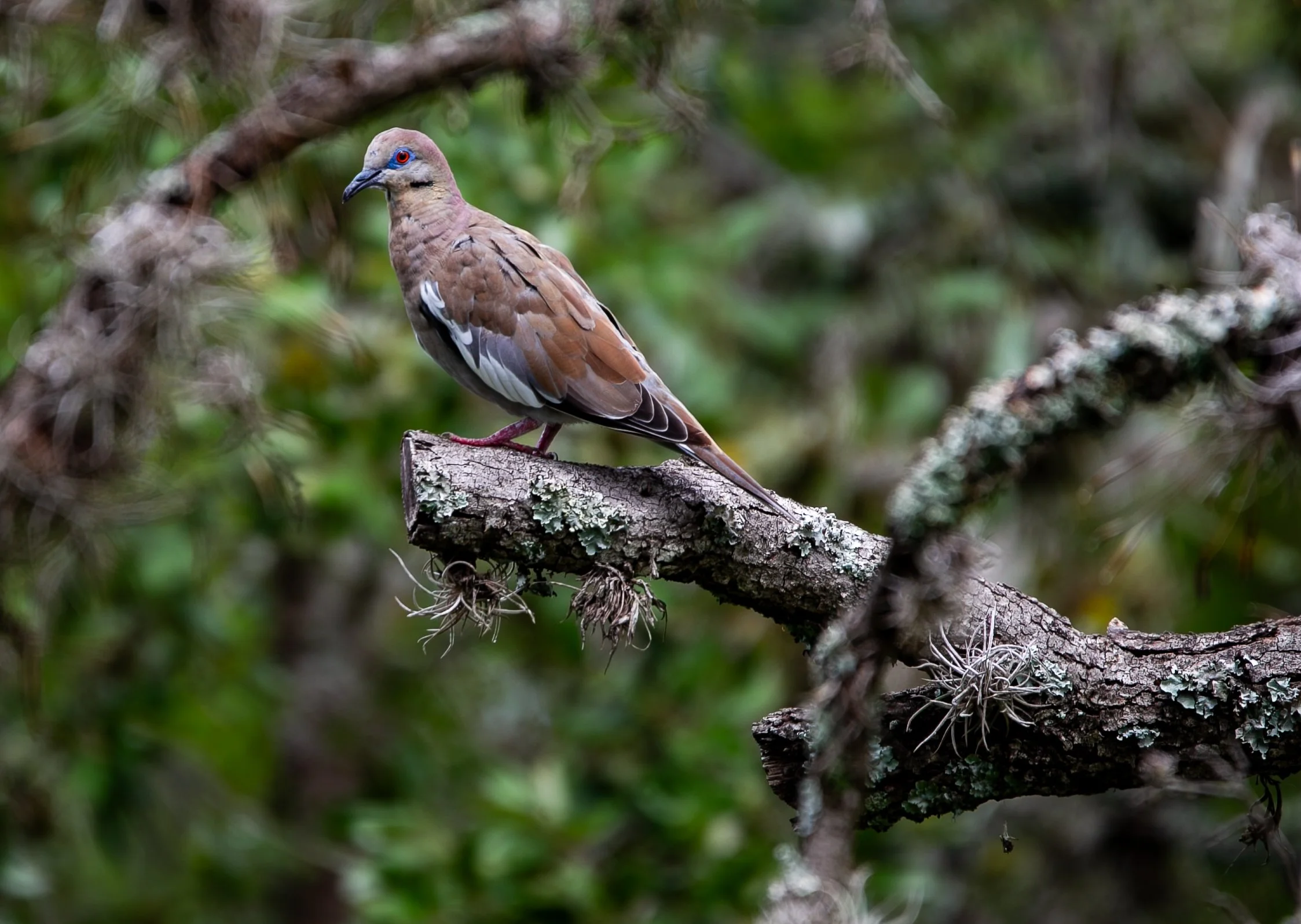 White-Winged Dove; August 21, 2026
Canon EOS R6m2
150-600mm F5-6.3 DG OS HSM
Dimensions: 2247 × 1596