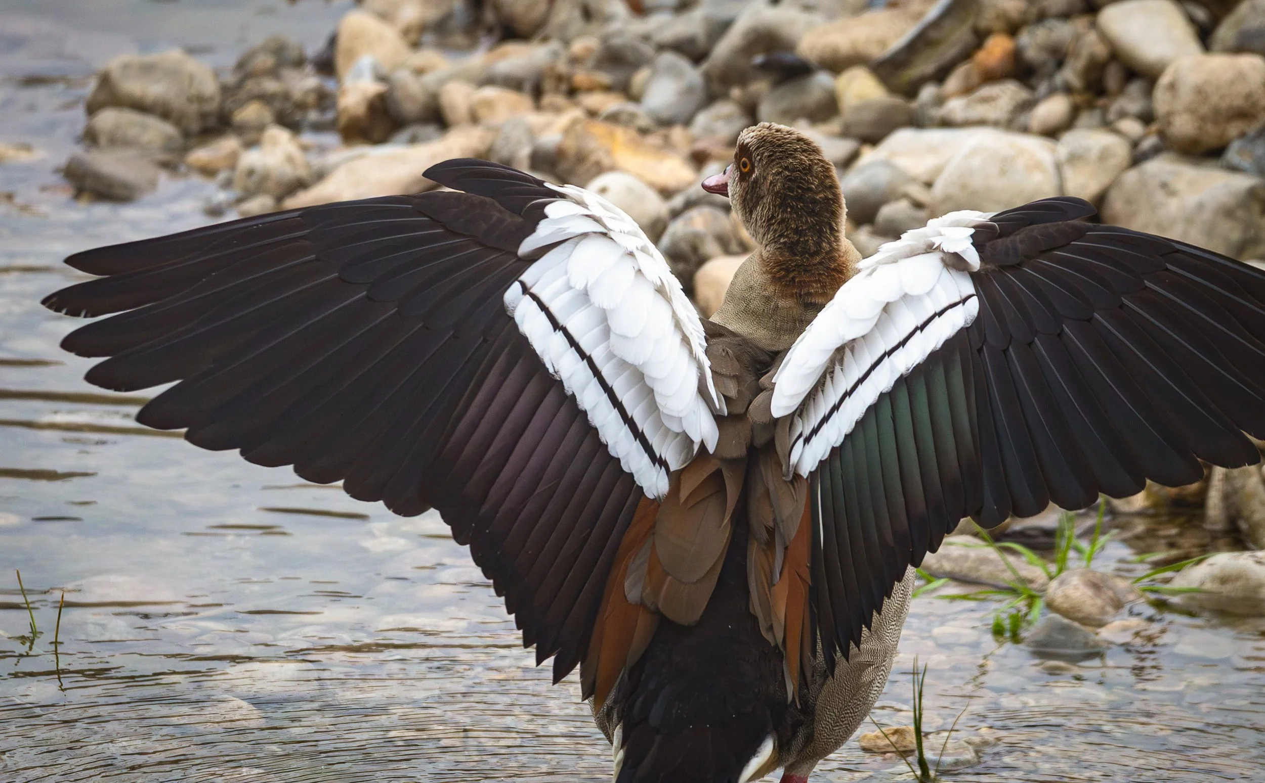 An Egyptian goose stands in shallow water with wings spread