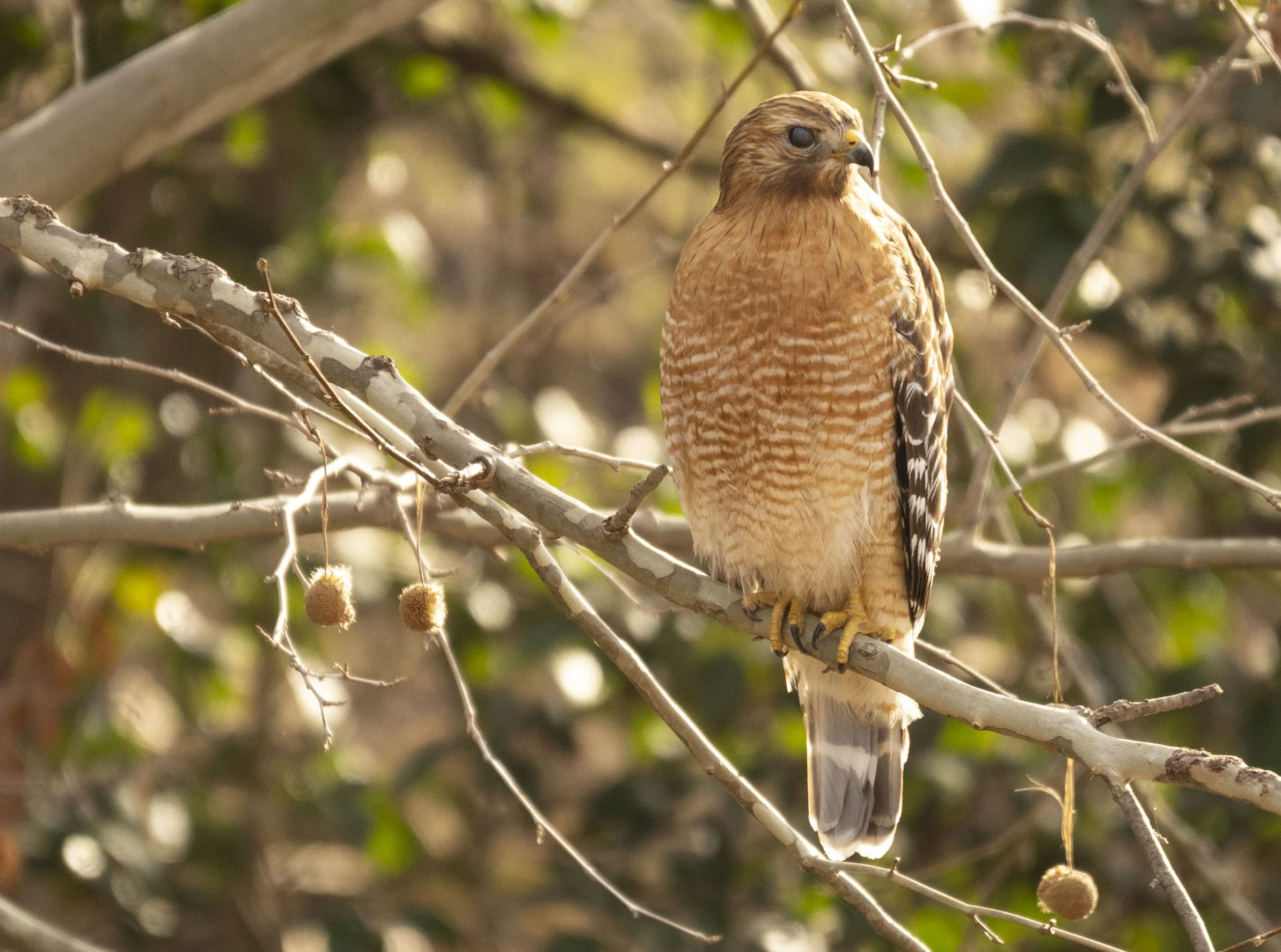 Red-Shouldered Hawk, February 12, 2026
Canon EOS R6m2
150-600mm F5-6.3 DG OS HSM
Dimensions: 2387x1774