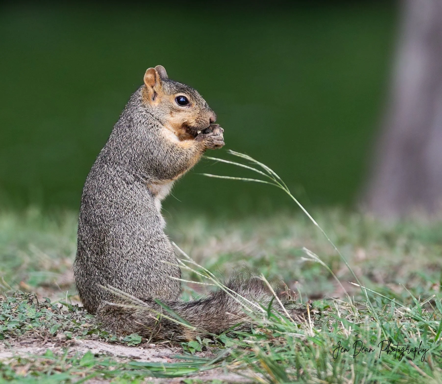 Posing squirrel taken in Louise Hays Park in Kerrville, Texas on July 3, 2025.