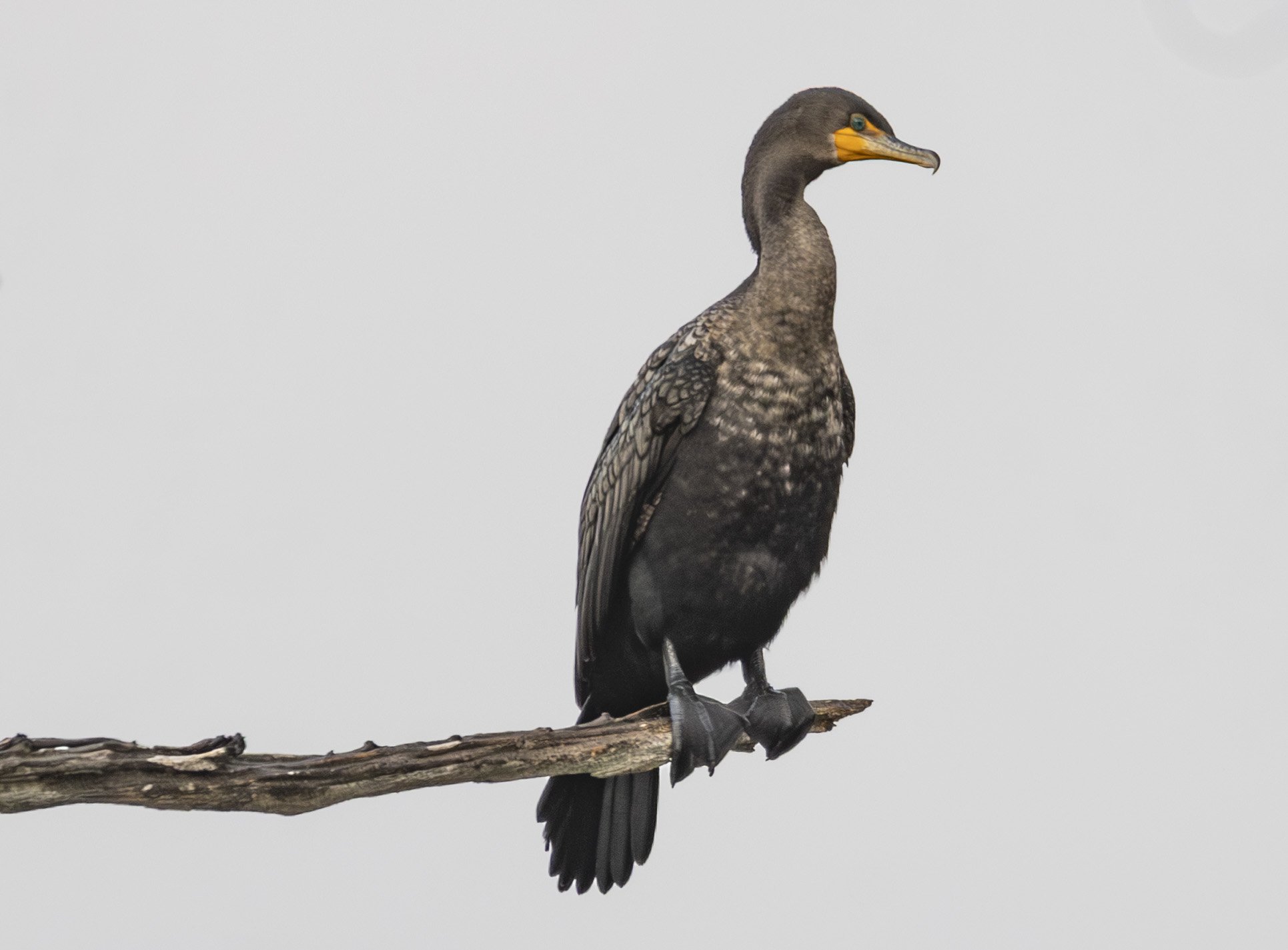 A cormorant during the usual fall visit to Louise Hays Park in Kerrville, Texas.