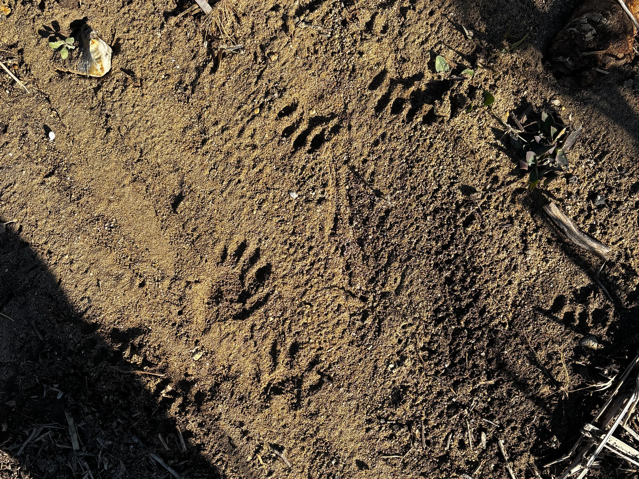 paw prints, possibly nutria