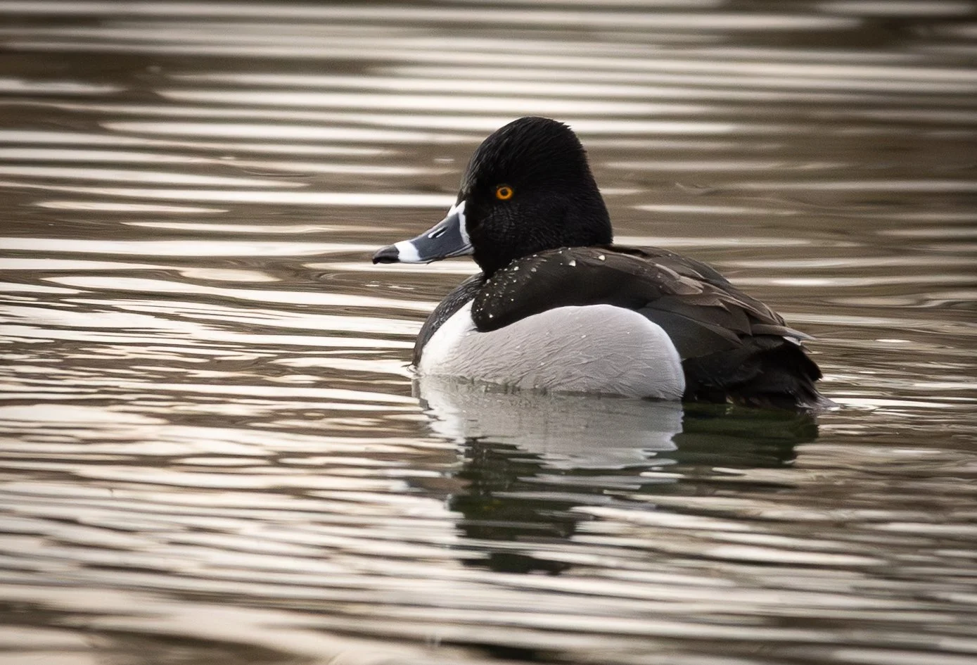 Ring-Necked Duck, February 8, 2026
Canon EOS R6m2
150-600mm F5-6.3 DG OS HSM
Dimensions: 1389 × 945