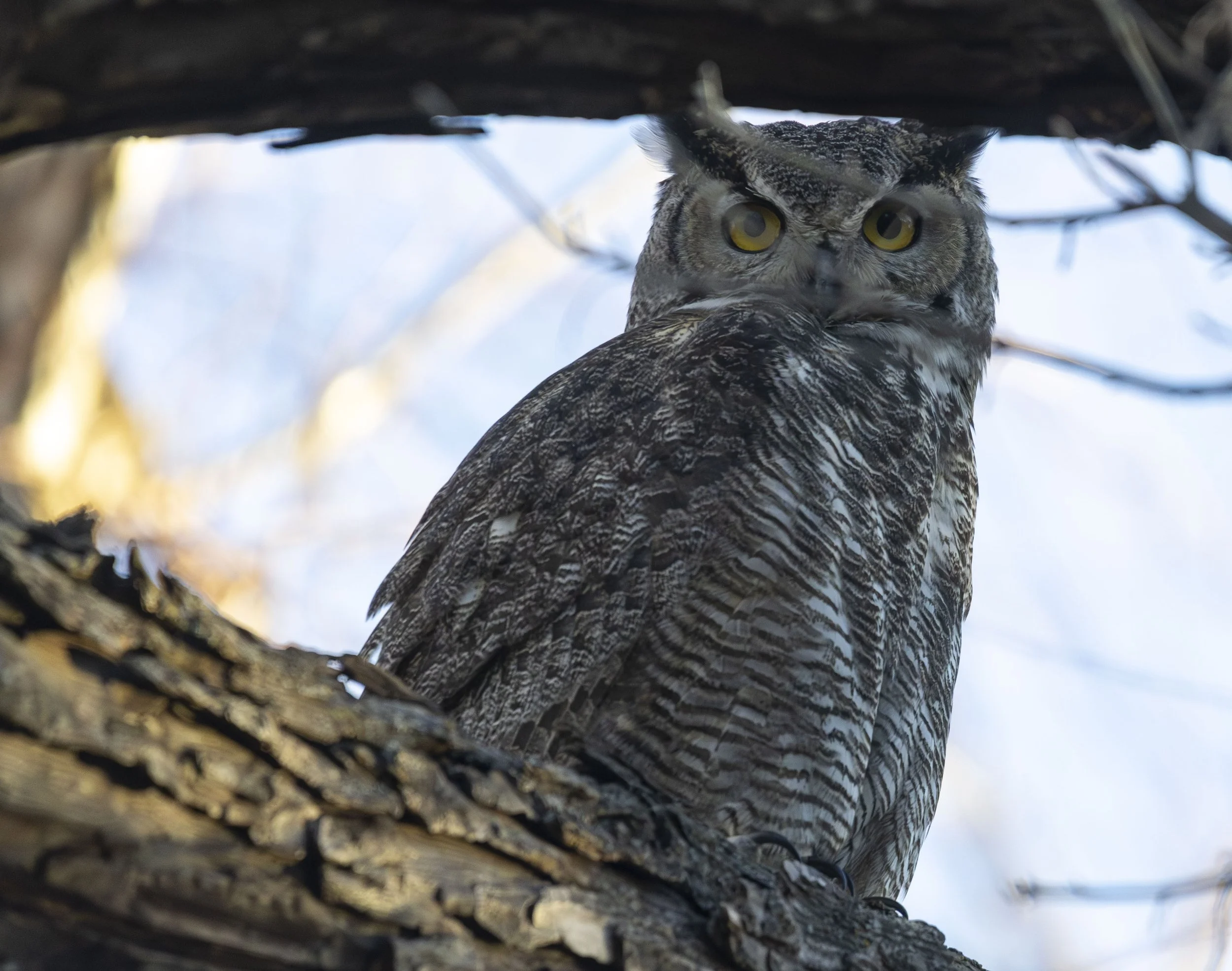 a great horned owl perched on a thick branch
