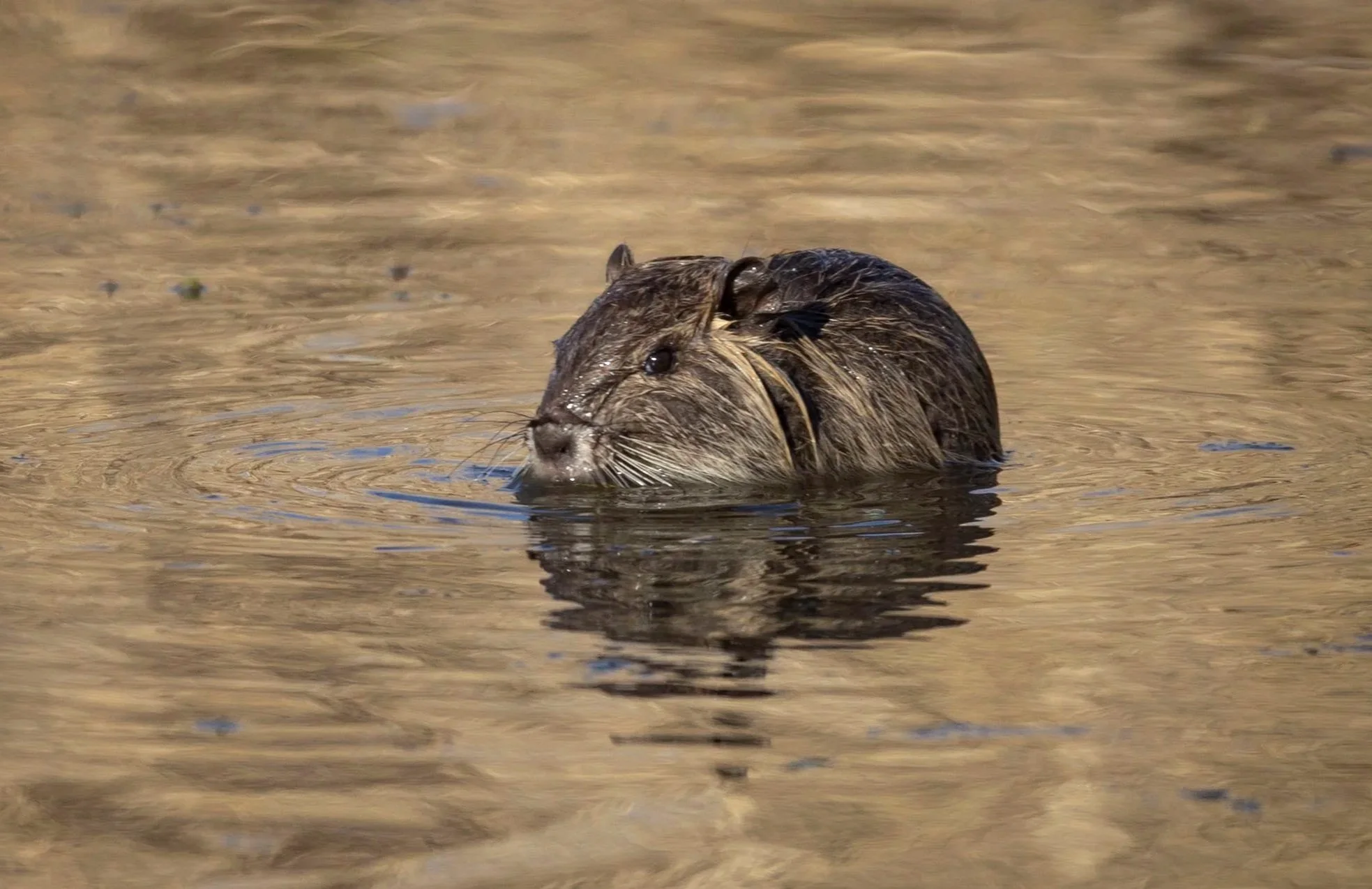 Nutria Pup, February 7, 2026
Canon EOS R6m2
150-600mm F5-6.3 DG OS HSM
Dimensions: 2241 × 1451