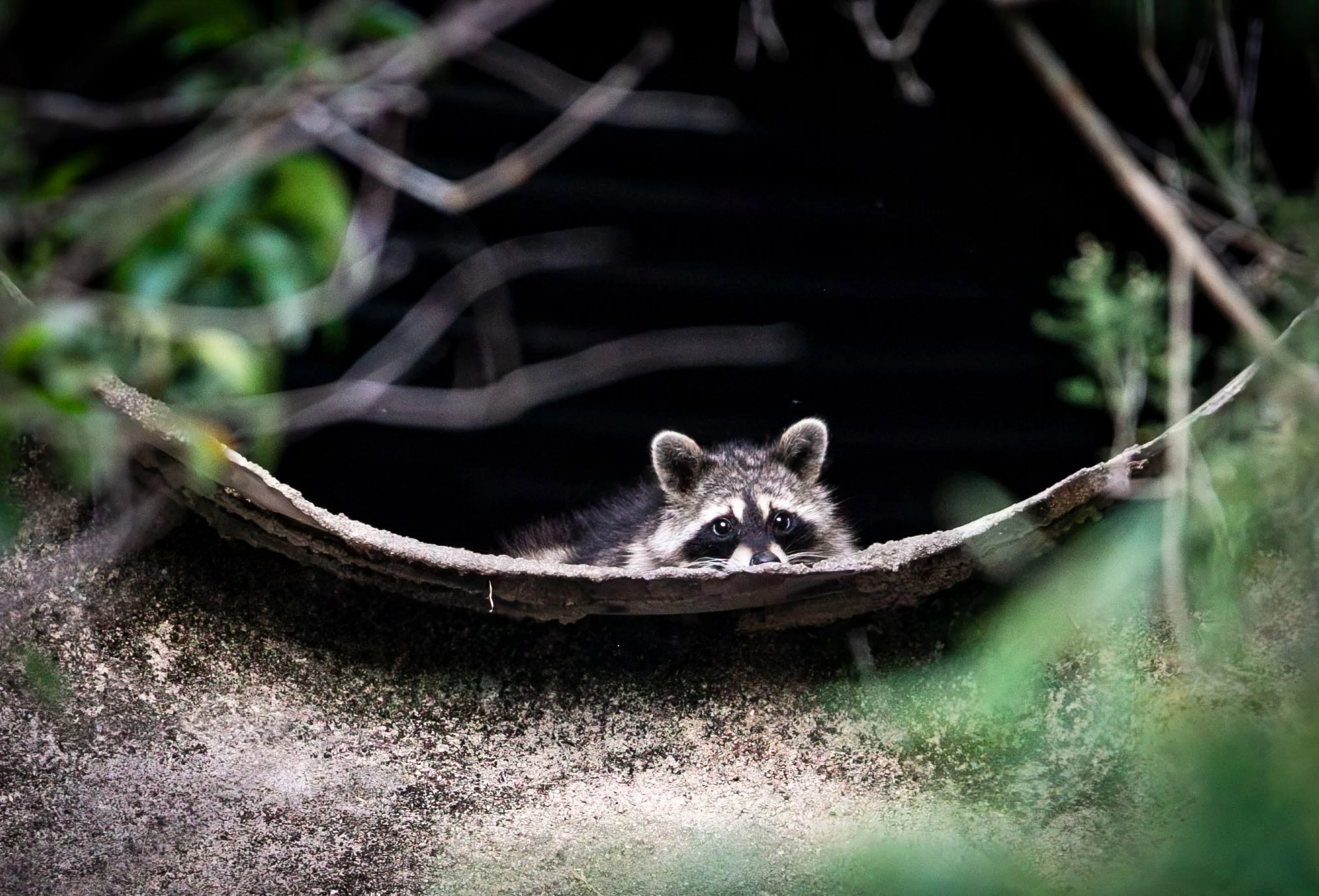 a raccoon peeks out from a drainage pipe