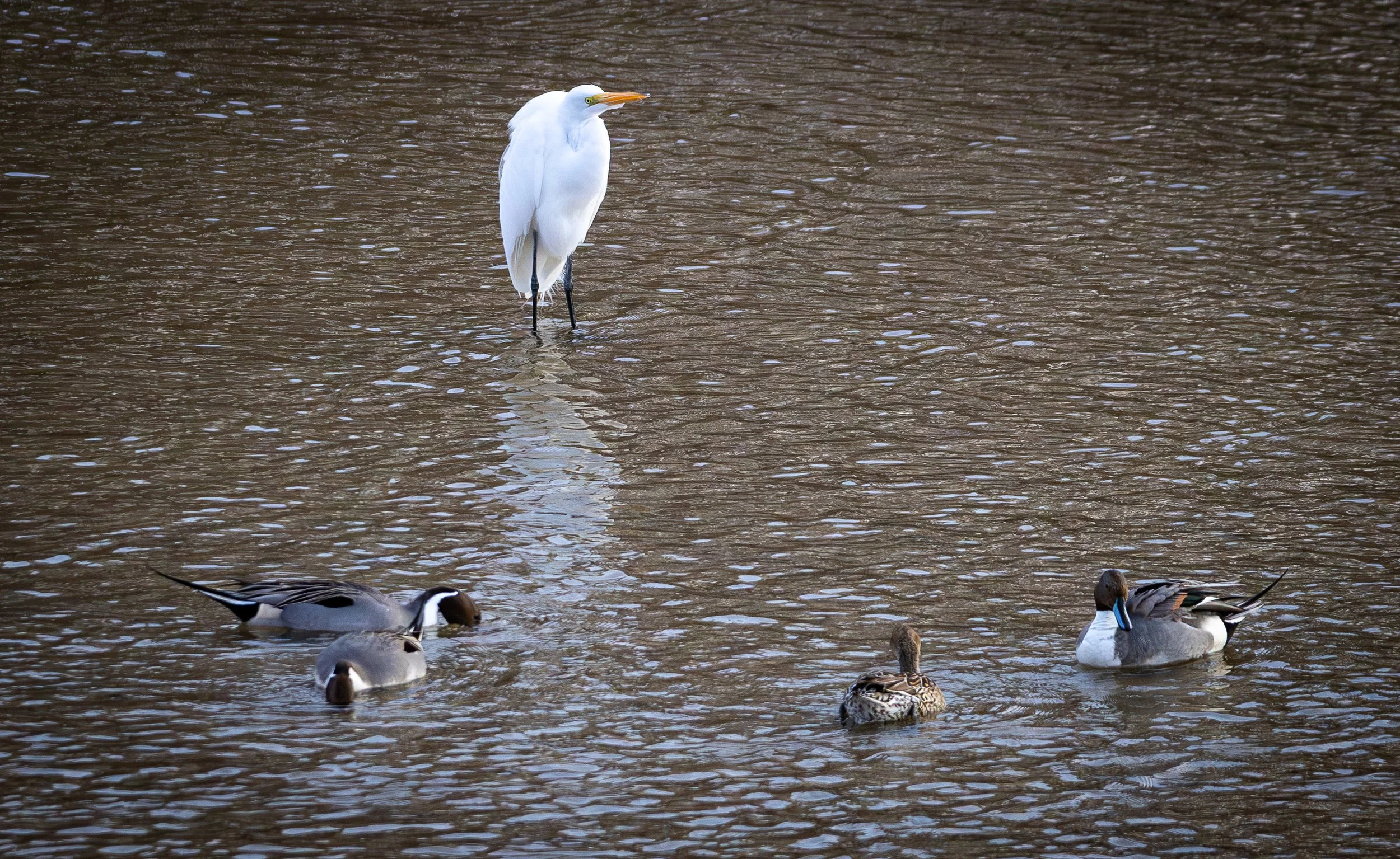 an egret standing in the shallow river among a group of pintail ducks.