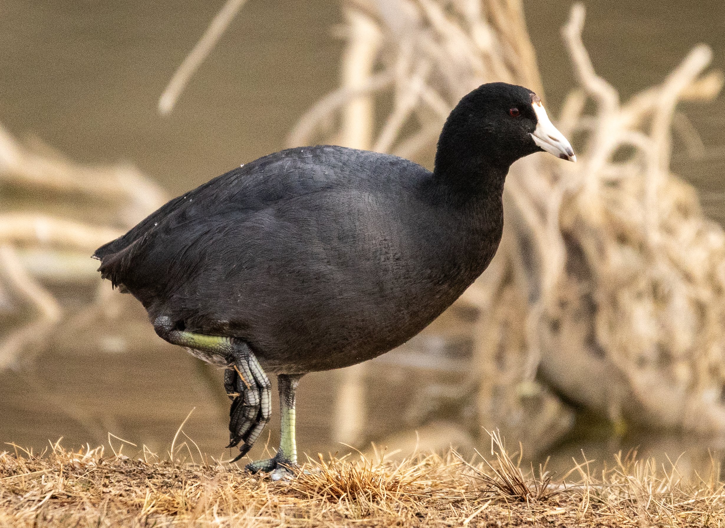 American Coot, February 8, 2026
Canon EOS R6m2
150-600mm F5-6.3 DG OS HSM
Dimensions: 2460 × 1793