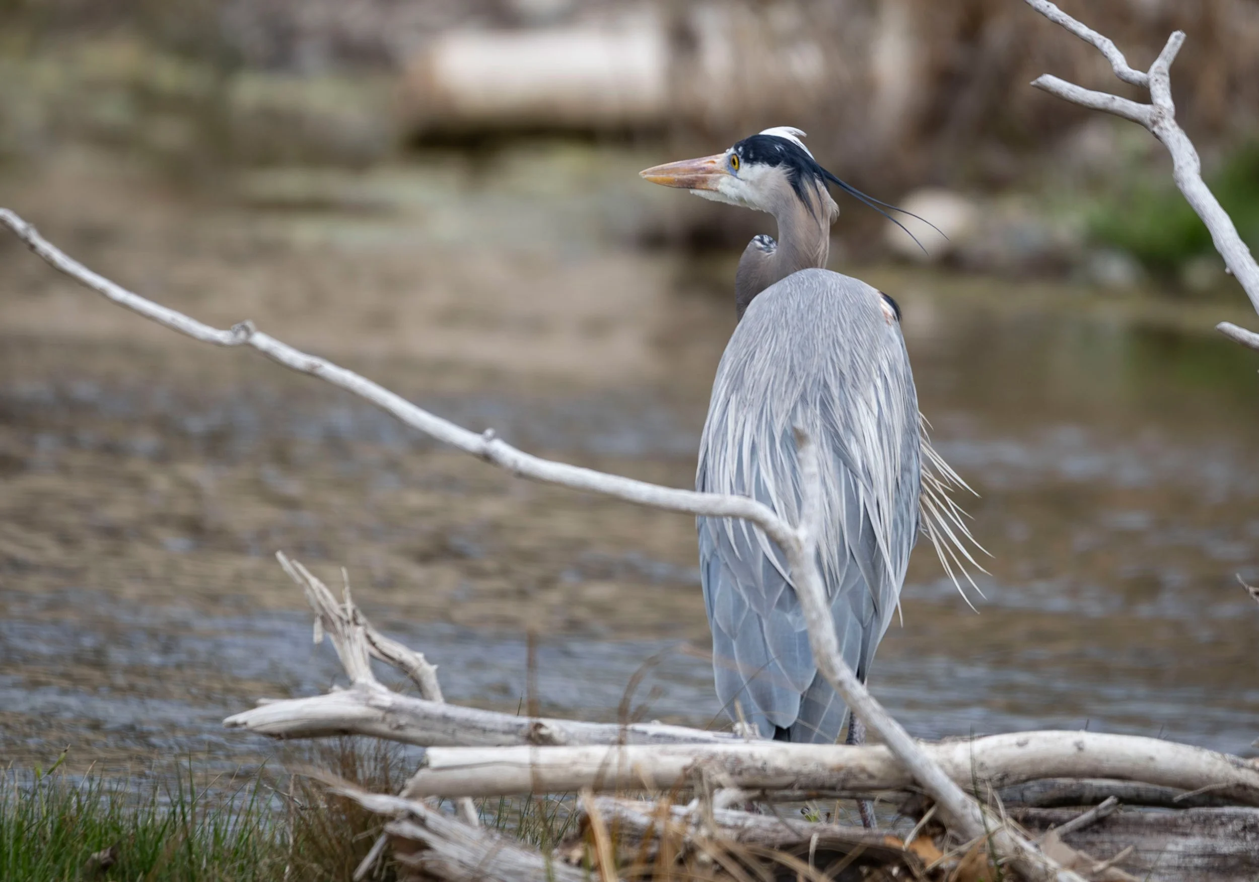 A Great Blue Heron standing in shallow river water