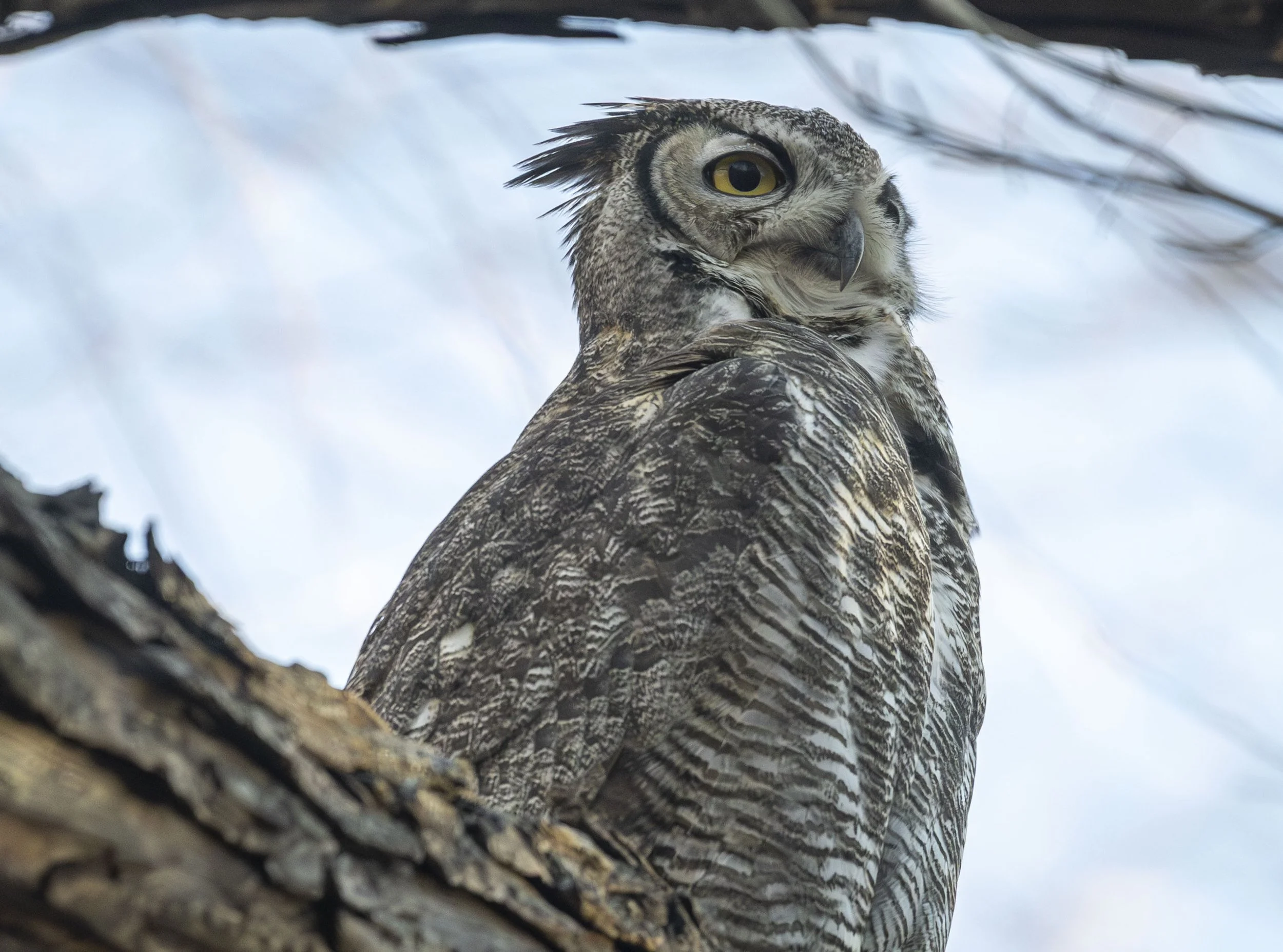 Great Horned Owl, February 8, 2026
Canon EOS R6m2
150-600mm F5-6.3 DG OS HSM
Dimensions: 2692x1997