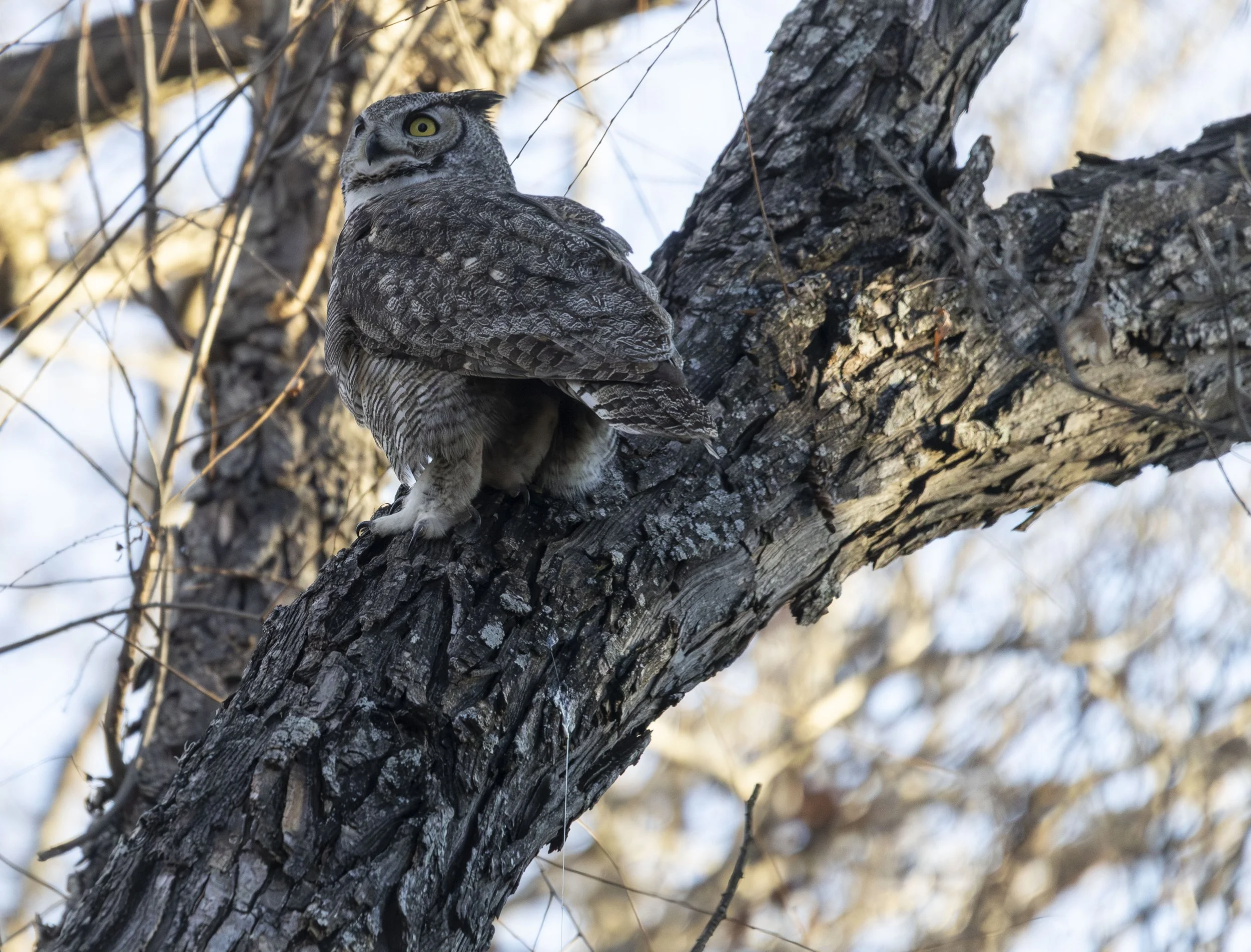 a great horned owl pooing off the branch