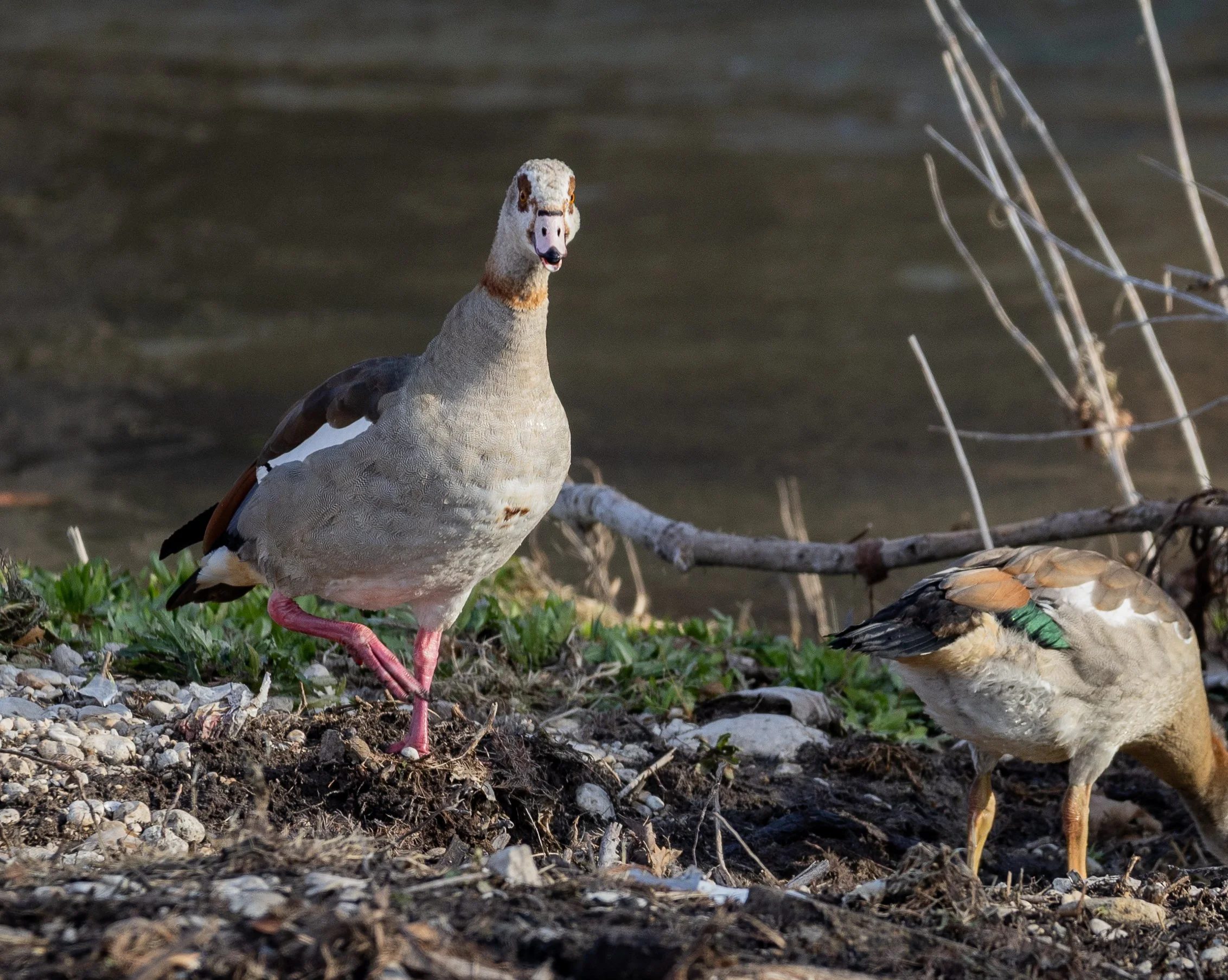 an adult Egyptian goose loudly protests my presence around her goslings
