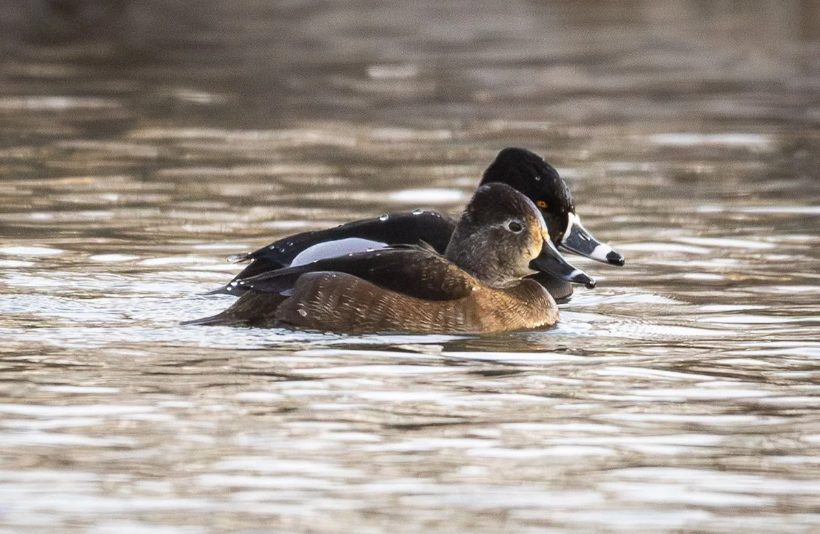 male and female ring-necked ducs