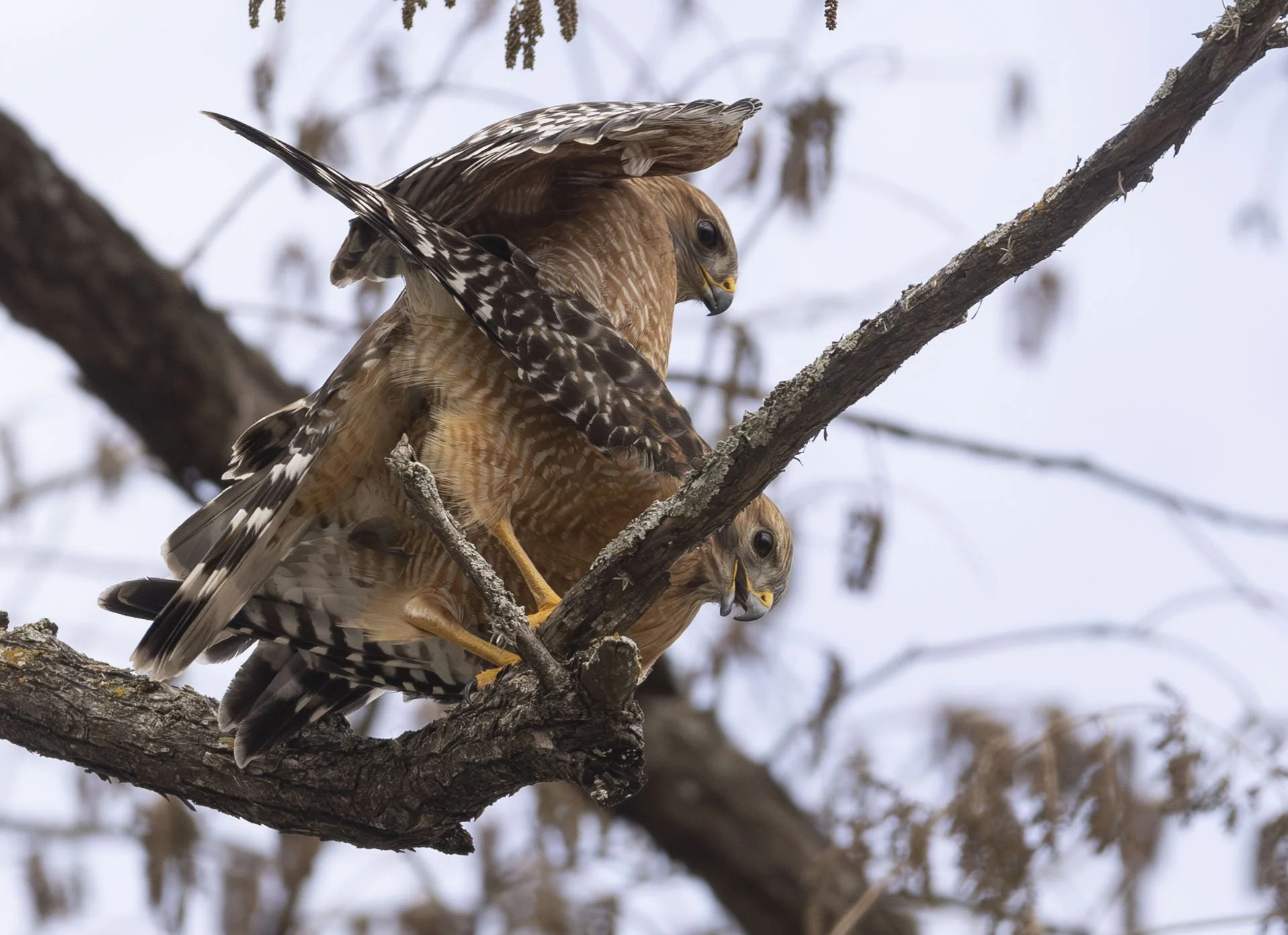 a pair of red-tailed hawks mating