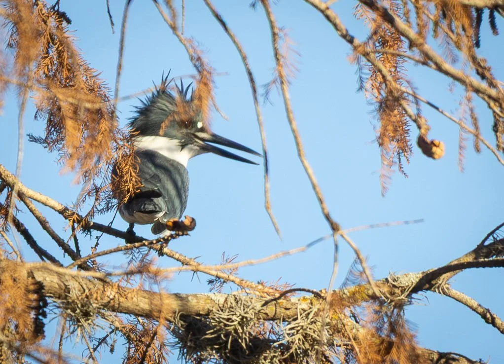 Belted Kingfisher, January 3, 2026
Canon EOS R6m2
150-600mm F5-6.3 DG OS HSM
Dimensions: 1022 × 738