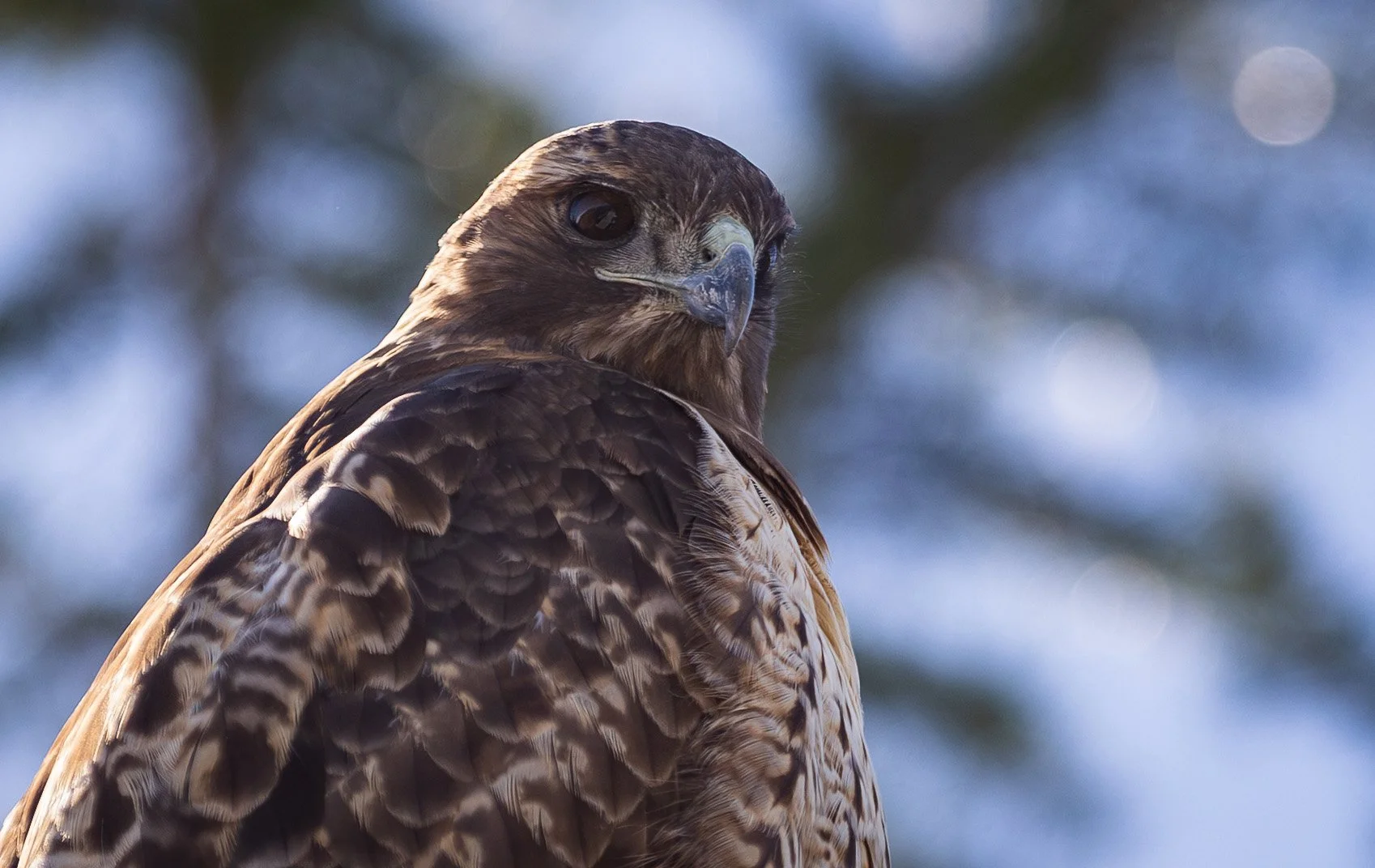 a Red-Shouldered Hawk looks down