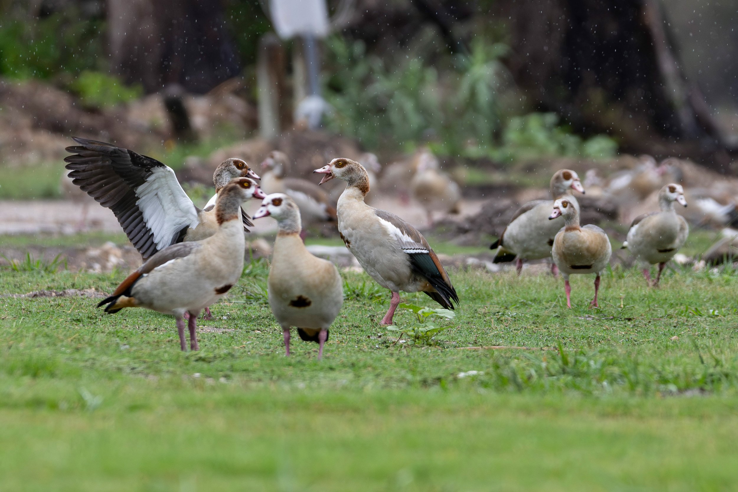 More than 20 Egyptian geese on green grass with rain falling