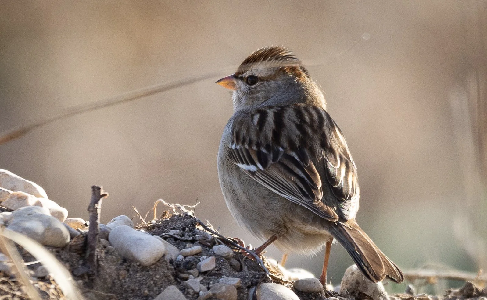 a chipping sparrow