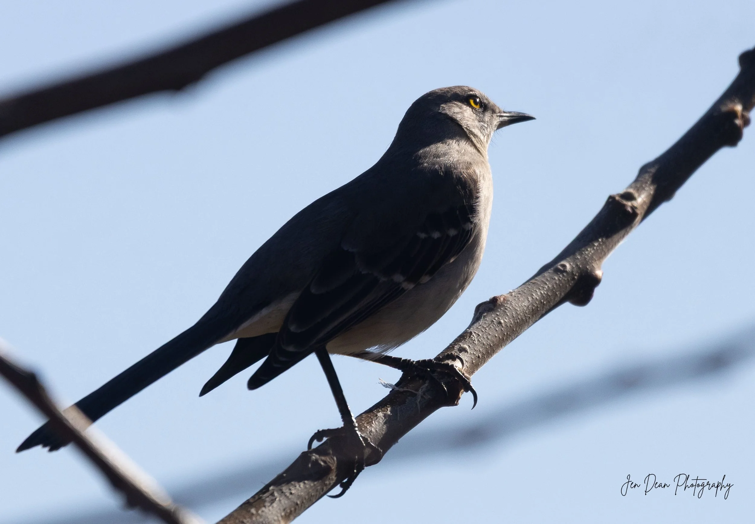 Clear-sighted mockingbird, taken along the G Street River Trail in Kerrville, Texas.