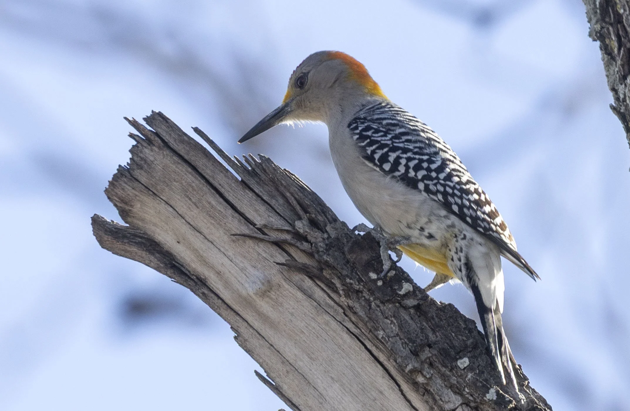Golden-Fronted Woodpecker, February 16, 2026
Canon EOS R6m2
150-600mm F5-6.3 DG OS HSM
Dimensions: 2147x1403