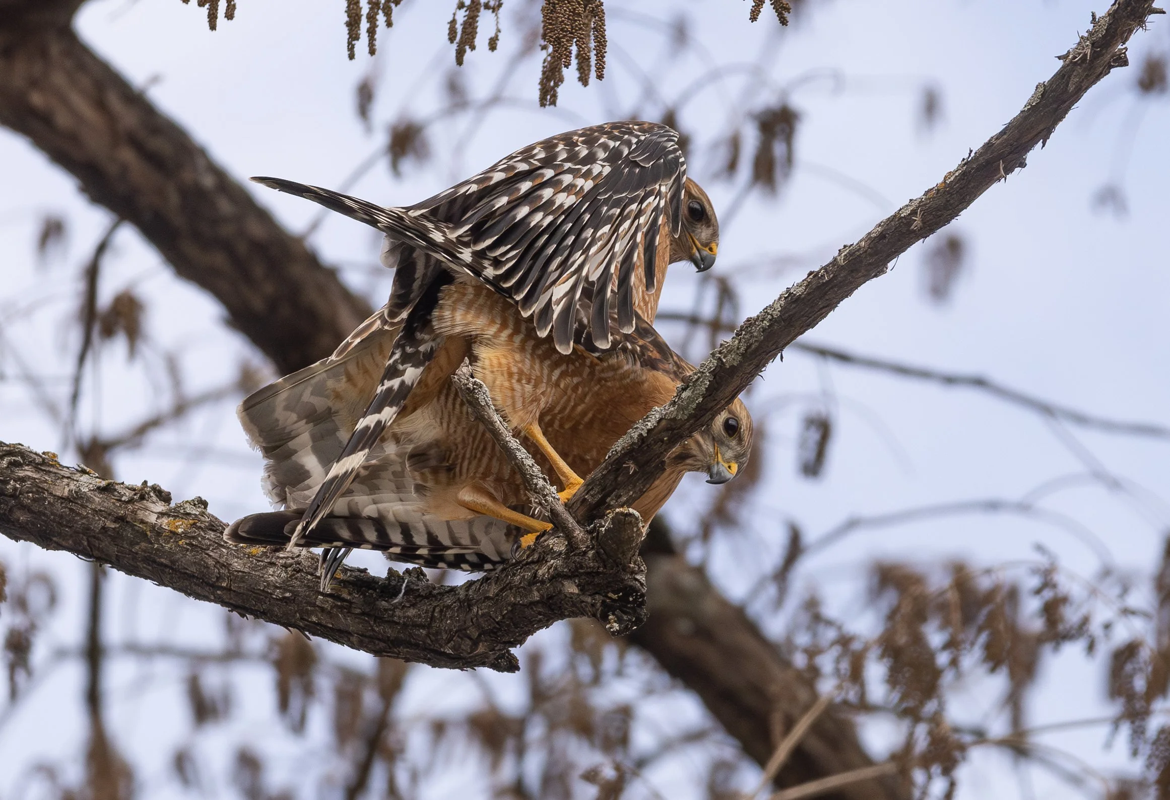 hawks mating in a tree