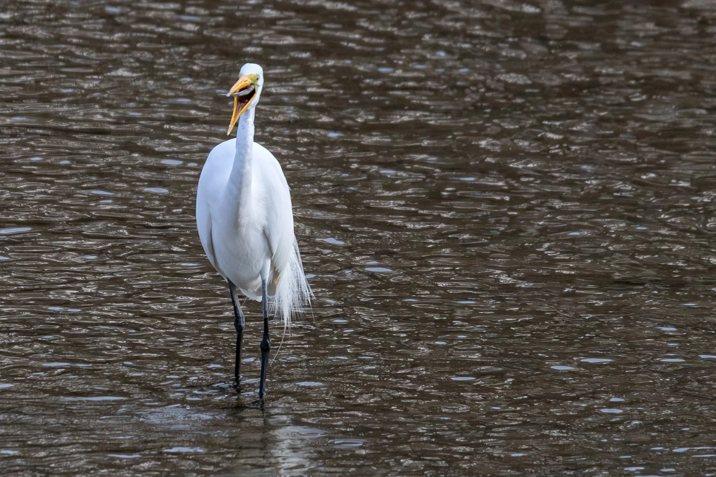 a great egret swallowing a fish