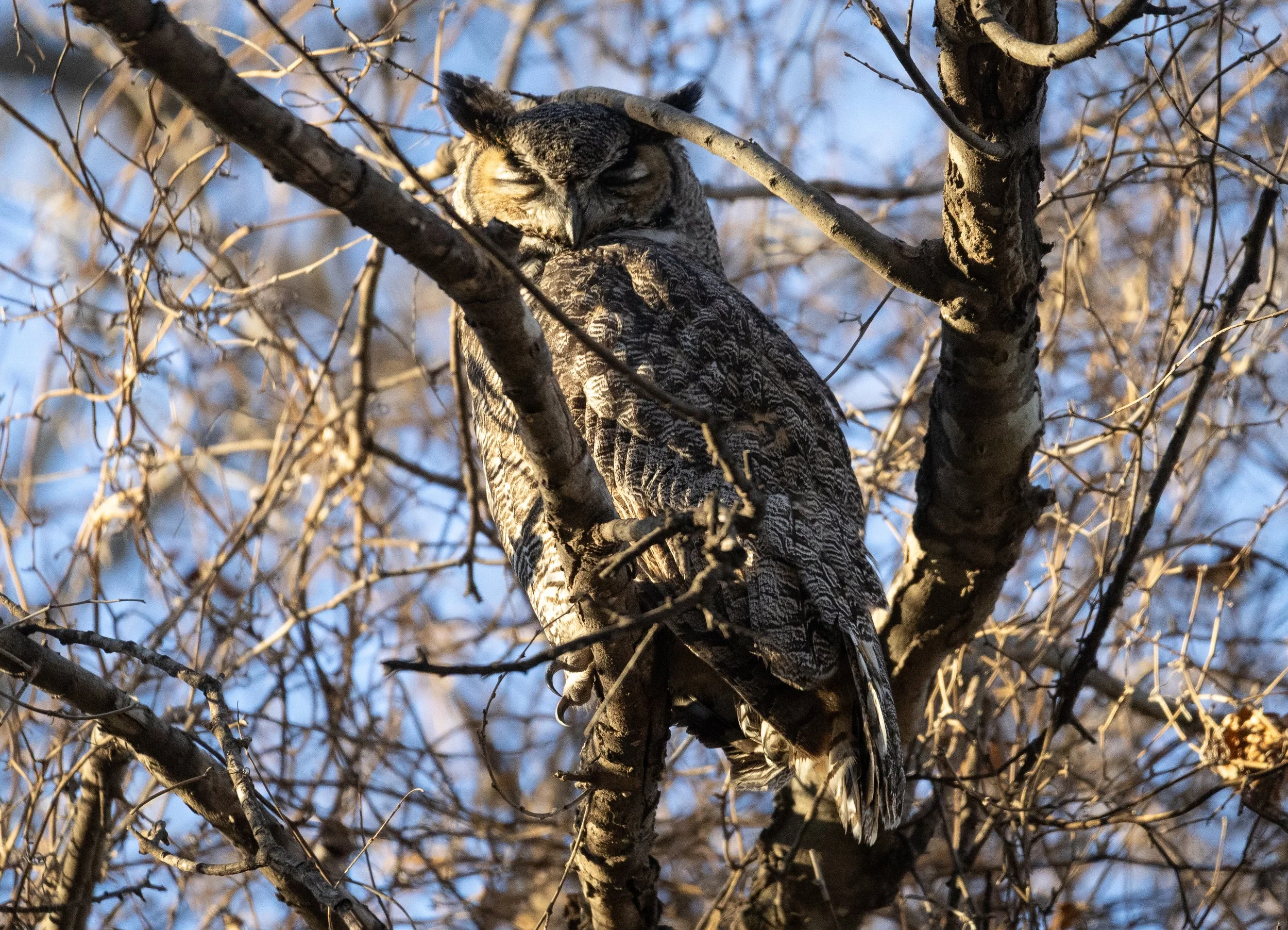 a sleeping Great Horned Owl