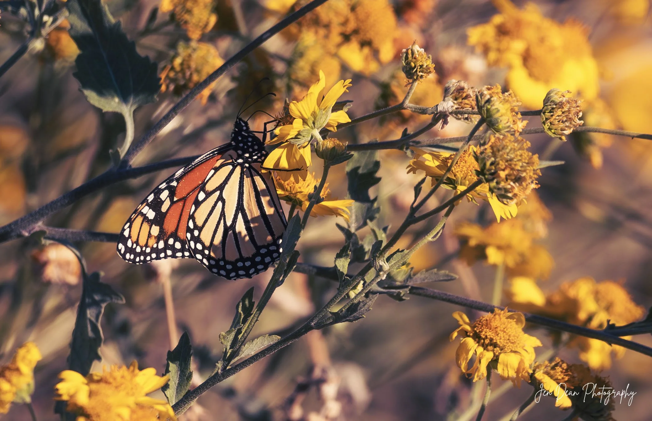 Monarch butterfly along the Guadalupe River in Kerrville, Texas.