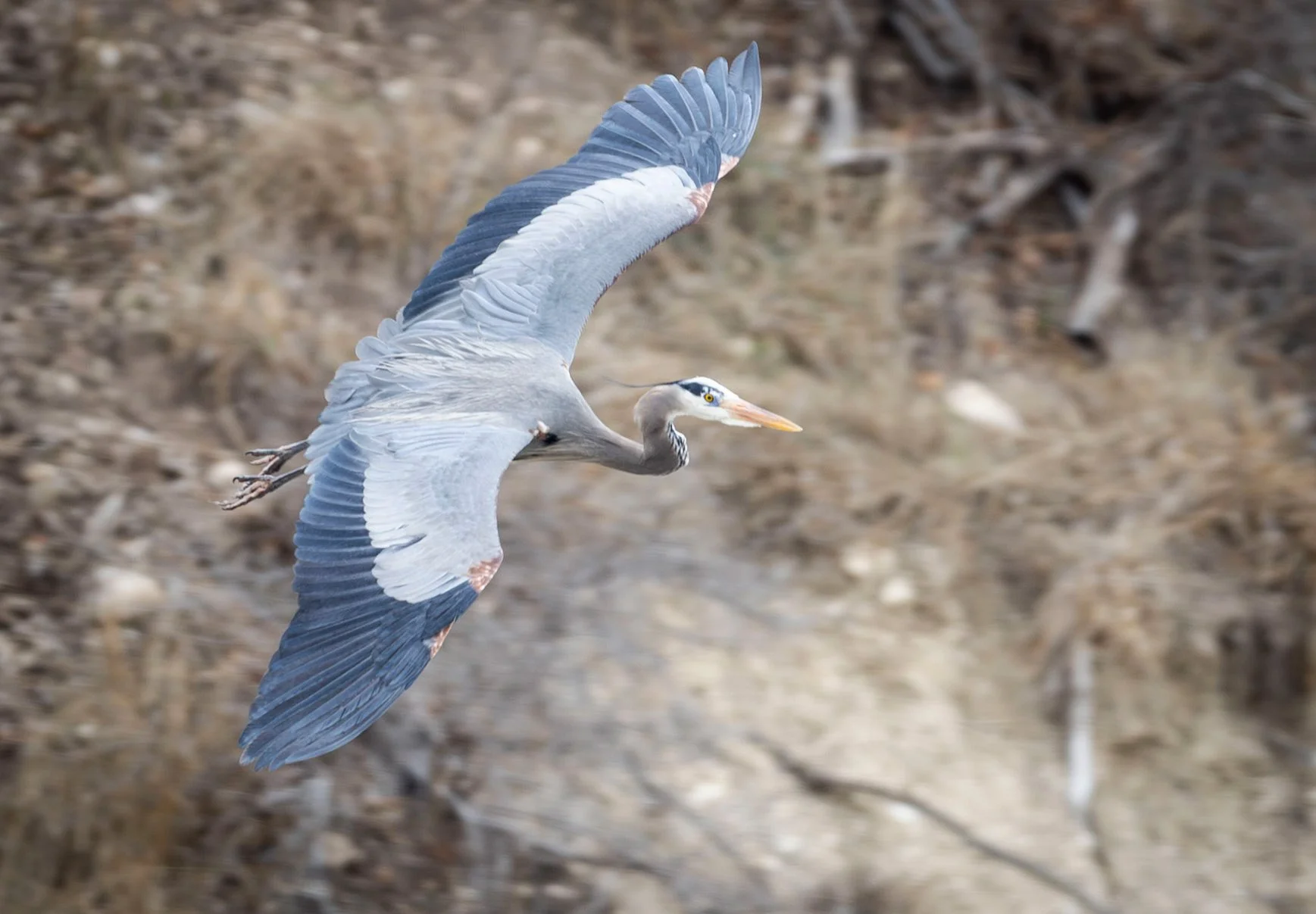 a Great Blue Heron flying