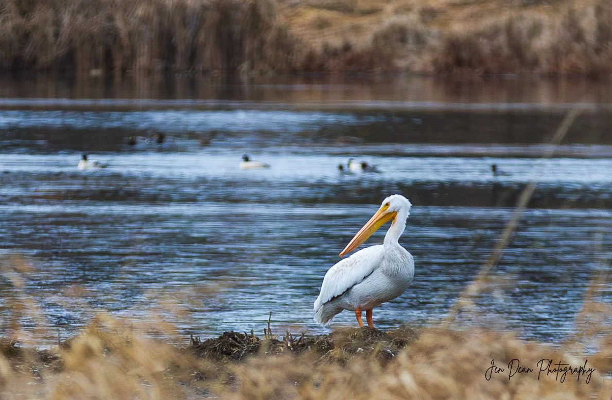 A Pelican at the James T. Slavin Conservation Area in Spokane, Washington. 