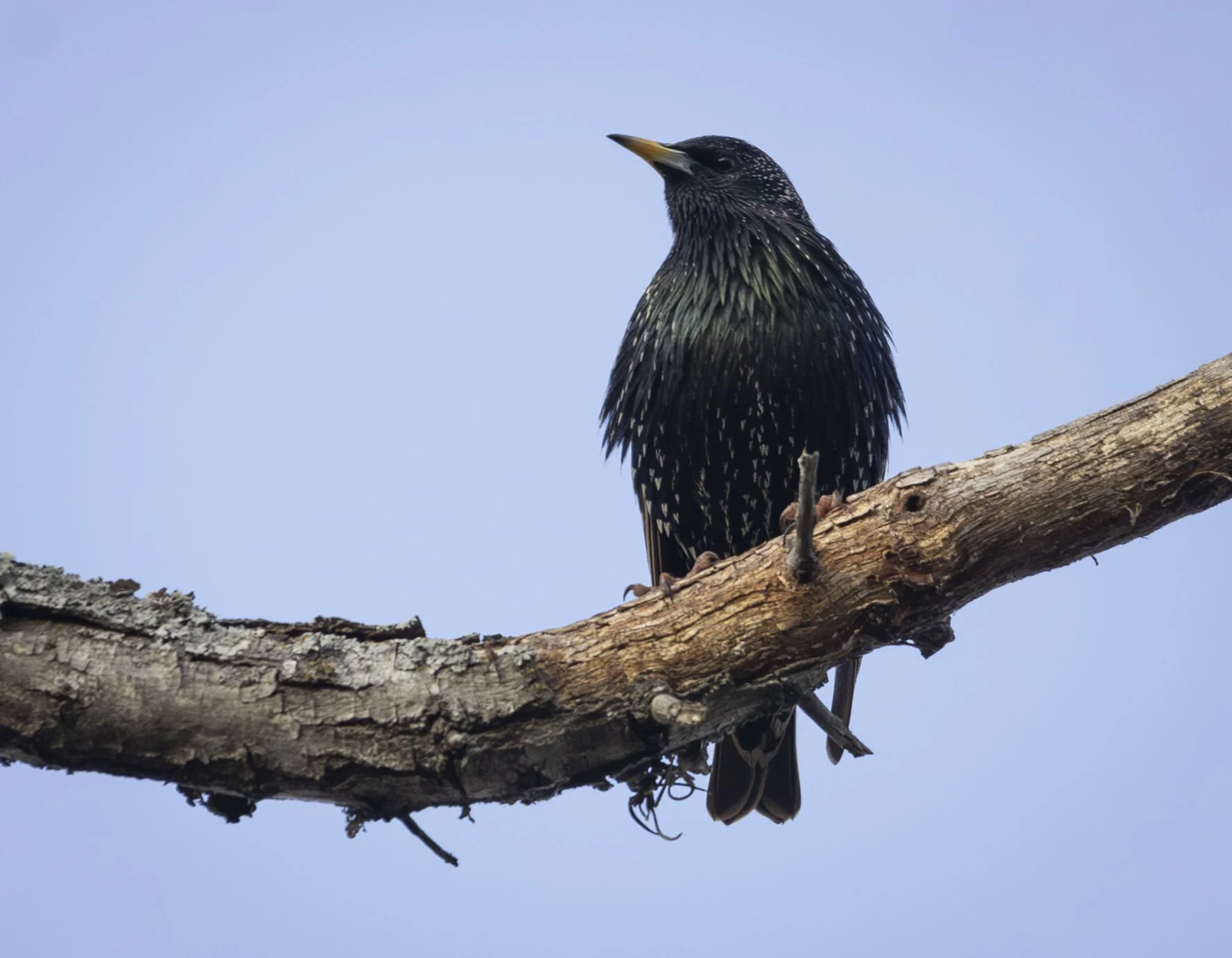 Starling, February 12, 2026
Canon EOS R6m2
150-600mm F5-6.3 DG OS HSM
Dimensions: 1777 × 1382