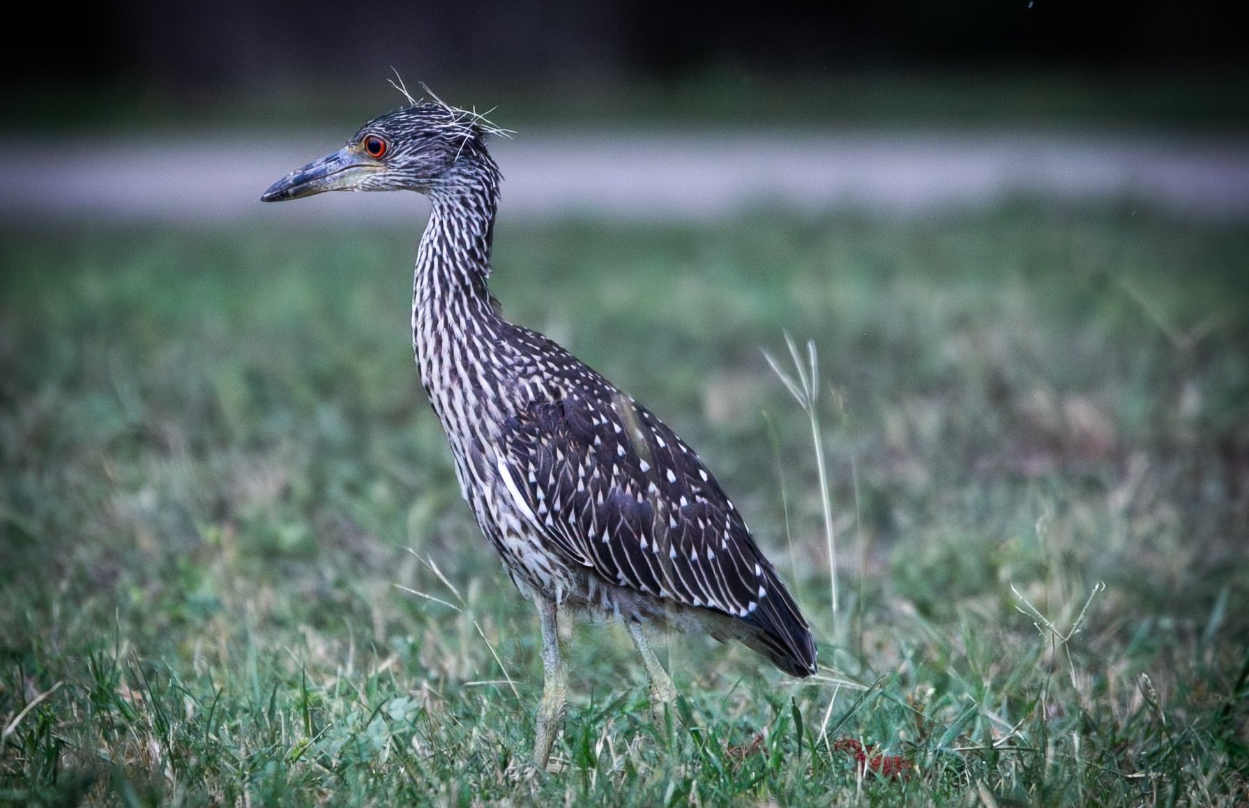 Yellow-Crowned Night Heron, July 3, 2026
Canon EOS R6m2
150-600mm F5-6.3 DG OS HSM
Dimensions: 1791 × 1159