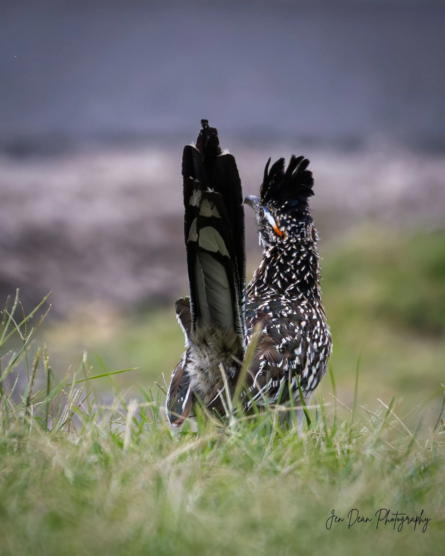 Neighborhood roadrunner taken in Kerrville, Texas.