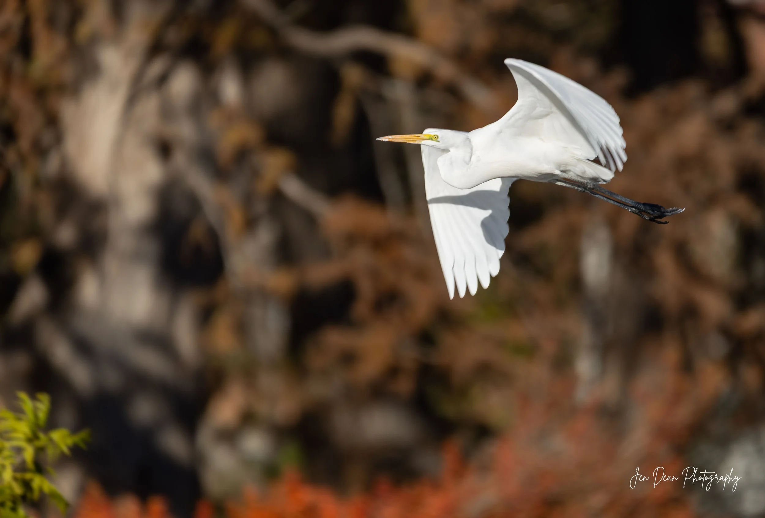 Great Egret; December 29, 2026
Canon EOS R6m2
150-600mm F5-6.3 DG OS HSM
Dimensions: 3865 × 2618