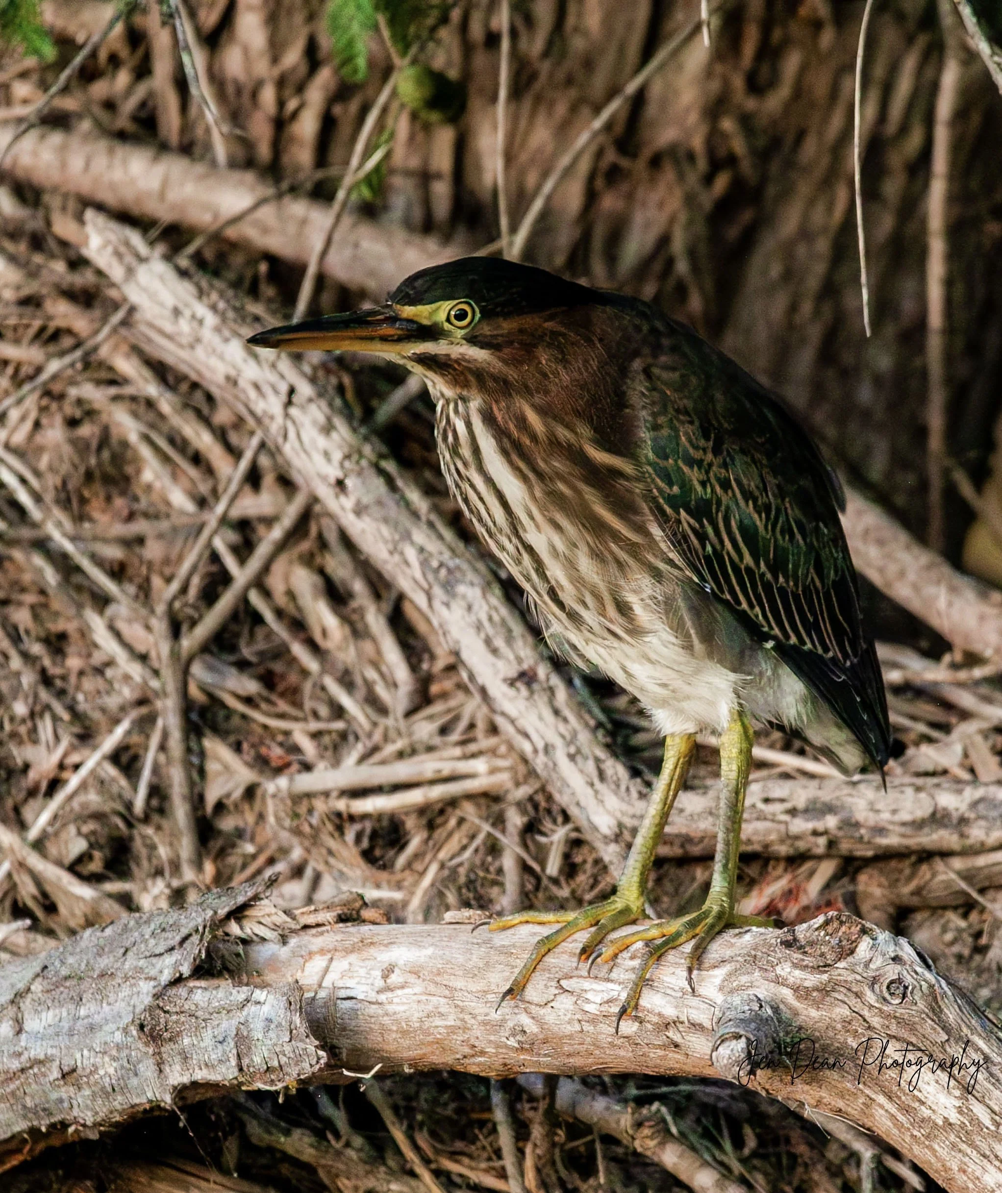 Green Heron; June 23, 2026
Canon EOS R6m2
150-600mm F5-6.3 DG OS HSM
Dimensions: 2044 × 2434