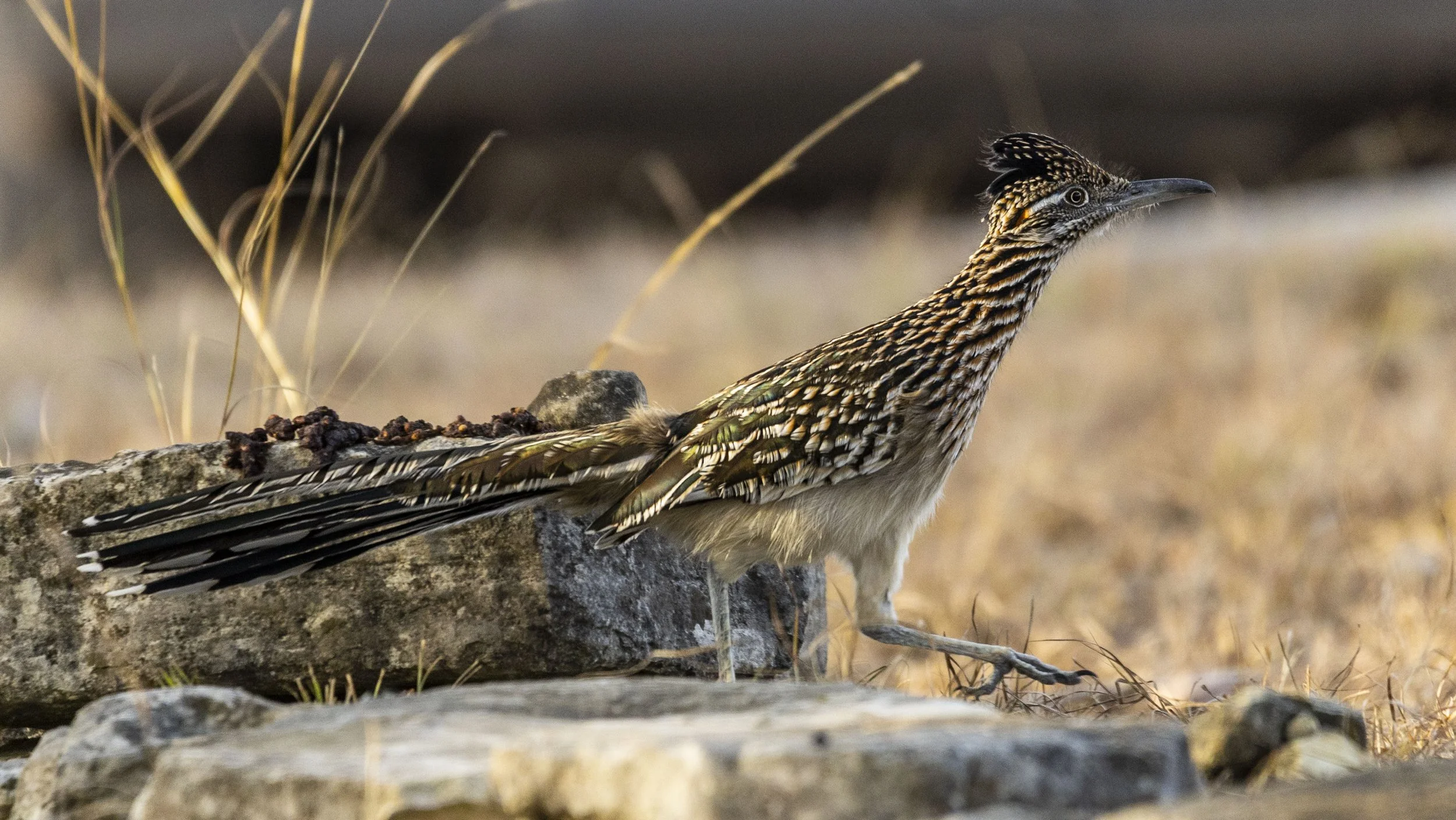 Roadrunner, January 7, 2026
Canon EOS R6m2
150-600mm F5-6.3 DG OS HSM
Dimensions: 3950 × 2224