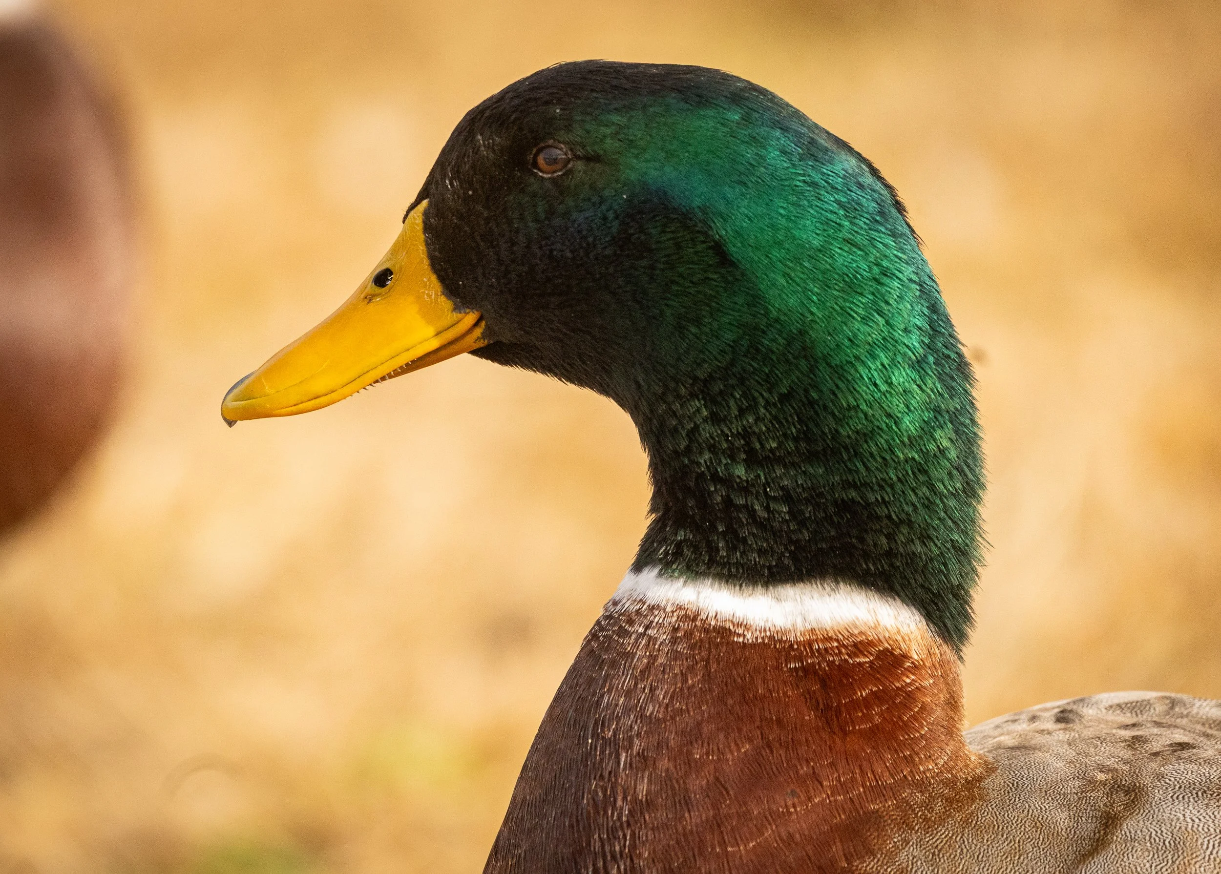 Mallard, February 8, 2026
Canon EOS R6m2
150-600mm F5-6.3 DG OS HSM
Dimensions: 4711 × 3374