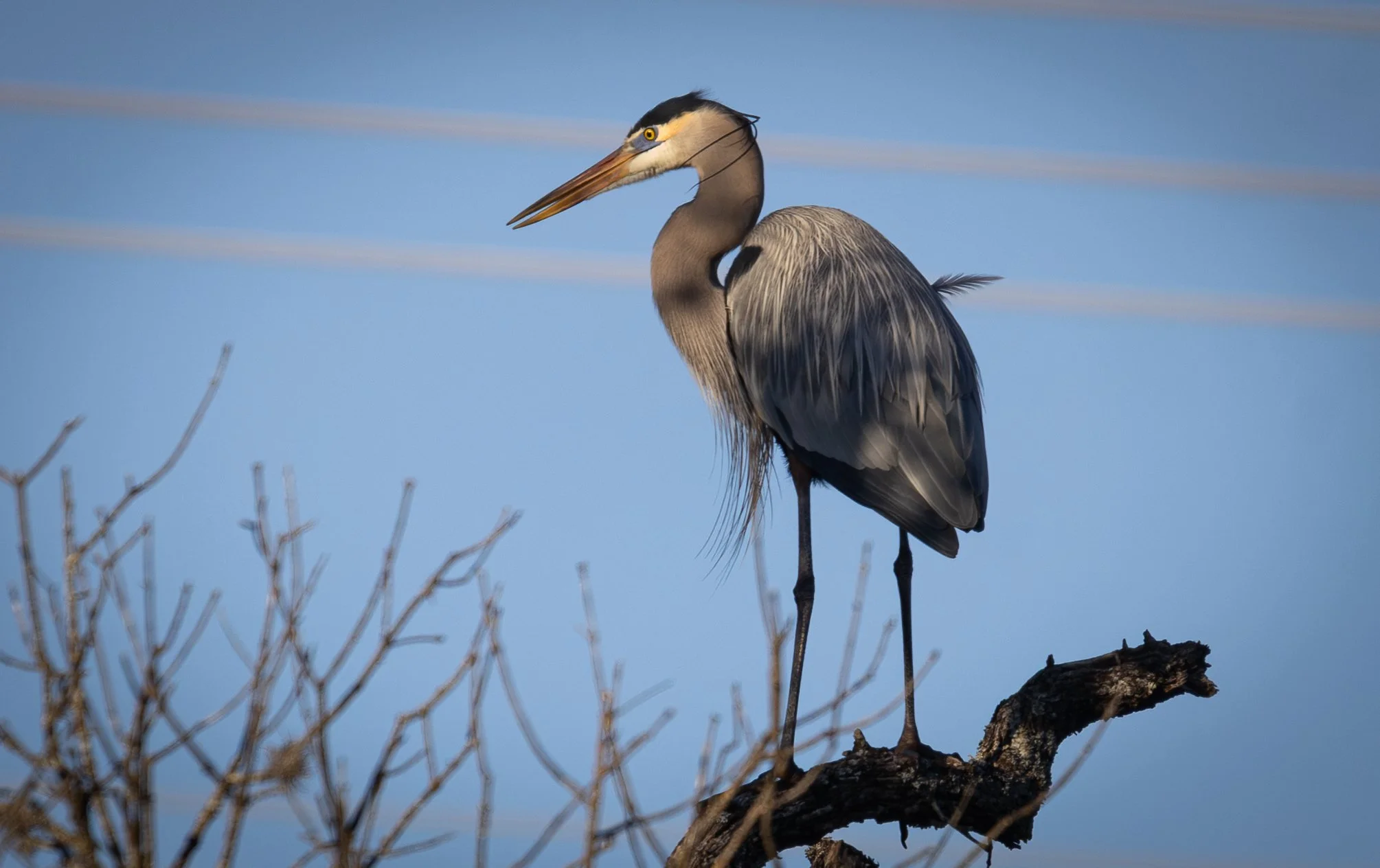 a great blue heron