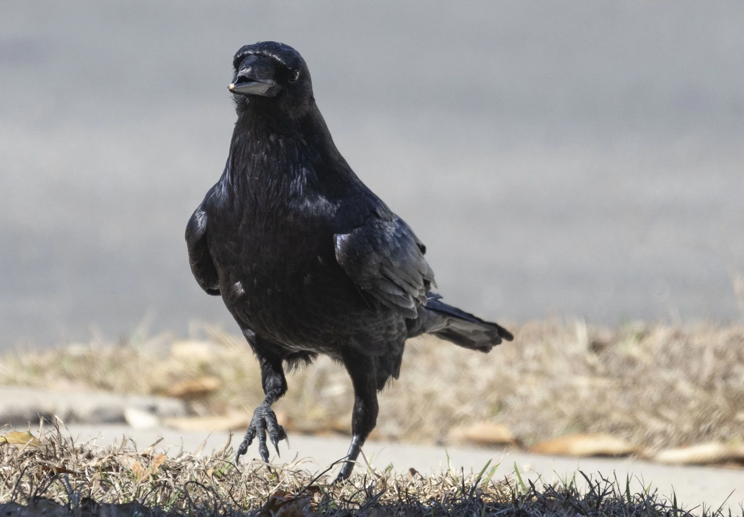 Common Raven, February 16, 2016
Canon EOS R6m2
150-600mm F5-6.3 DG OS HSM
Dimensions: 2529x1759