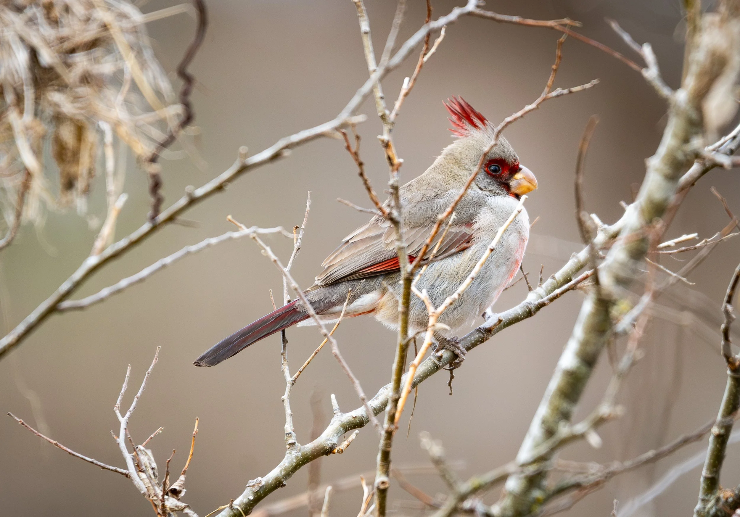 Pyrrhuloxia; January 13, 2026
Canon EOS R6m2
150-600mm F5-6.3 DG OS HSM
Dimensions: 2617 × 1829