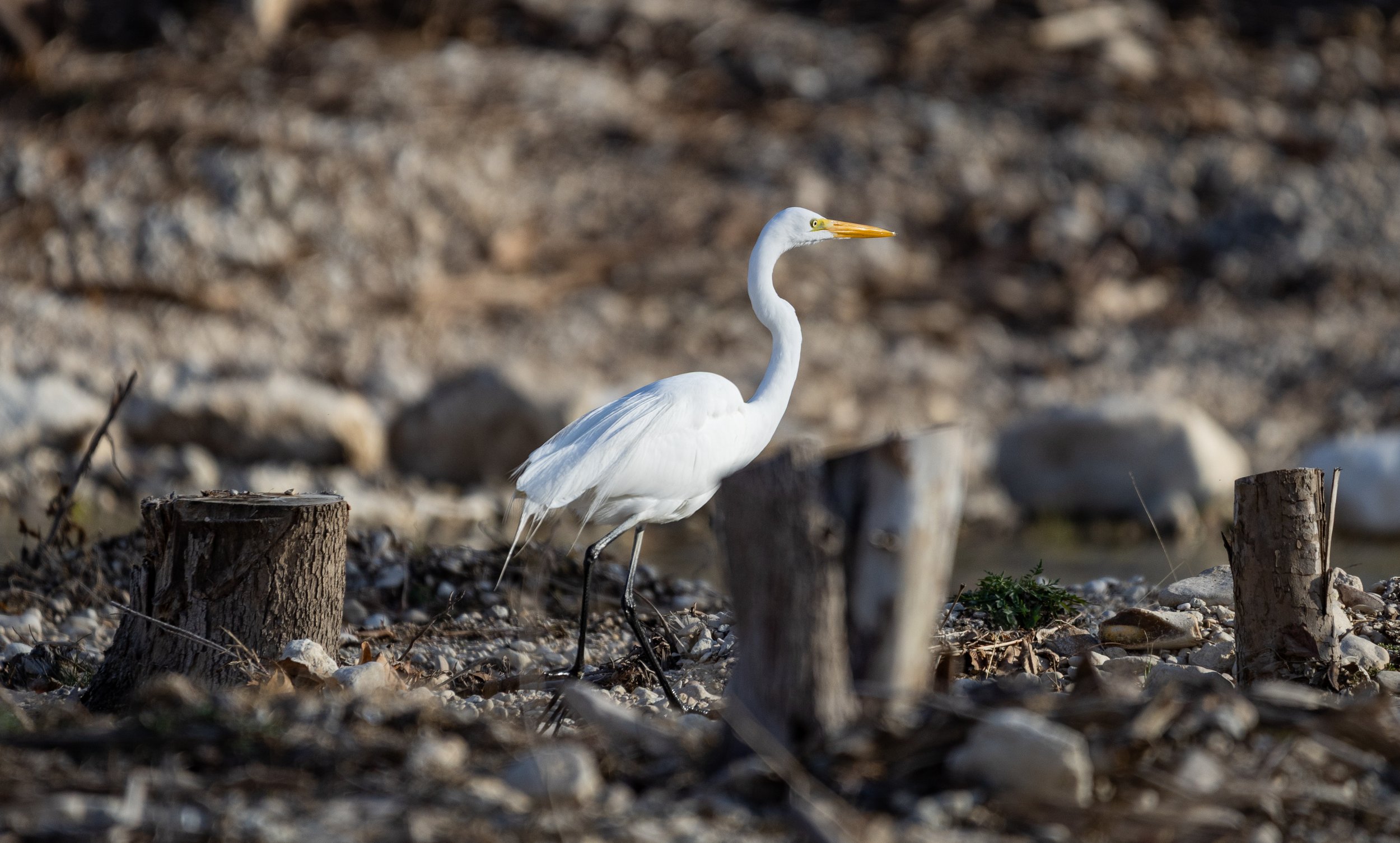 a small egret standing among tree trunks and debris left from catastrophic flooding seven months ago