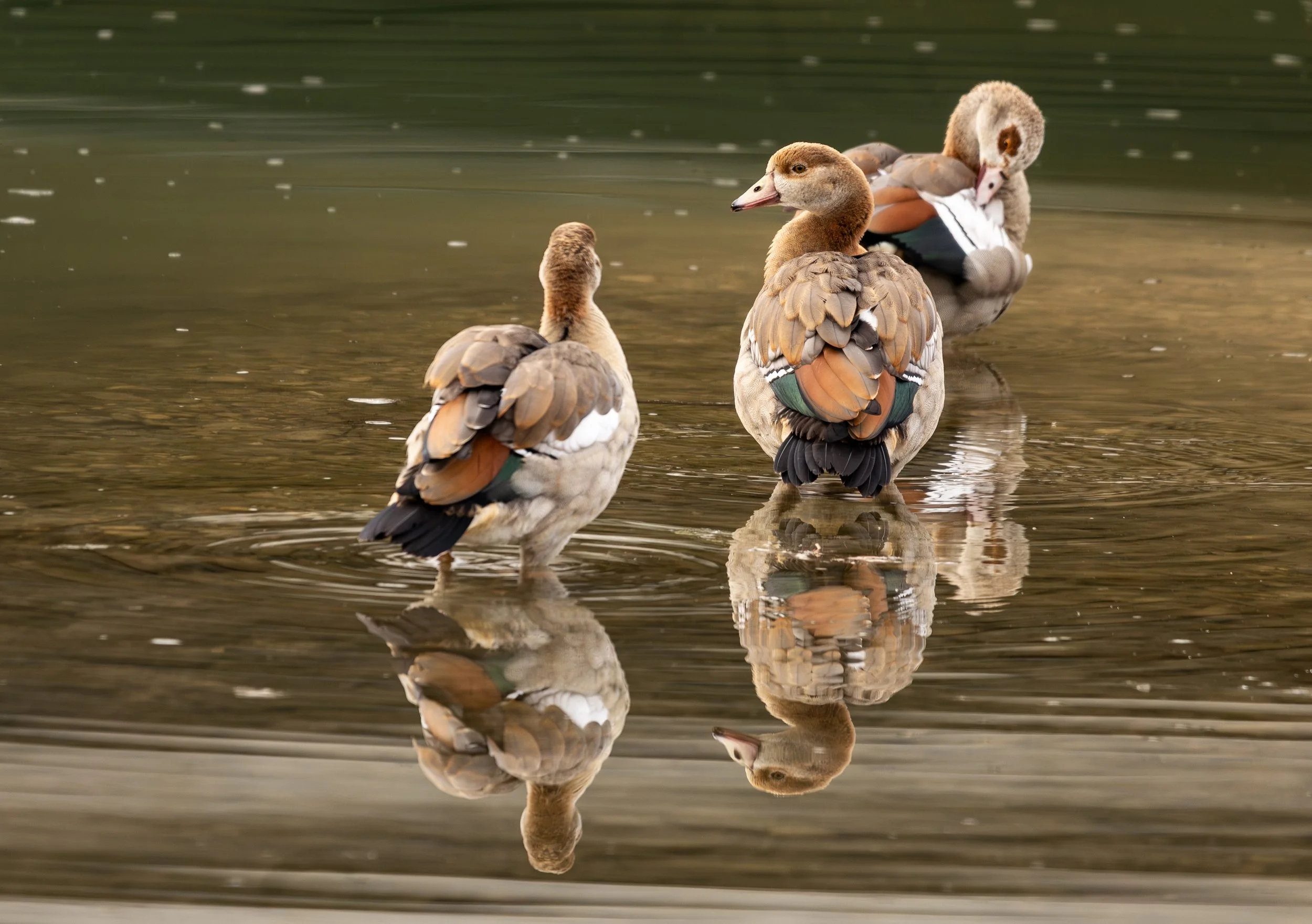 Egyptian Goslings, February 8, 2026
Canon EOS R6m2
150-600mm F5-6.3 DG OS HSM
Dimensions: 3831 × 2698