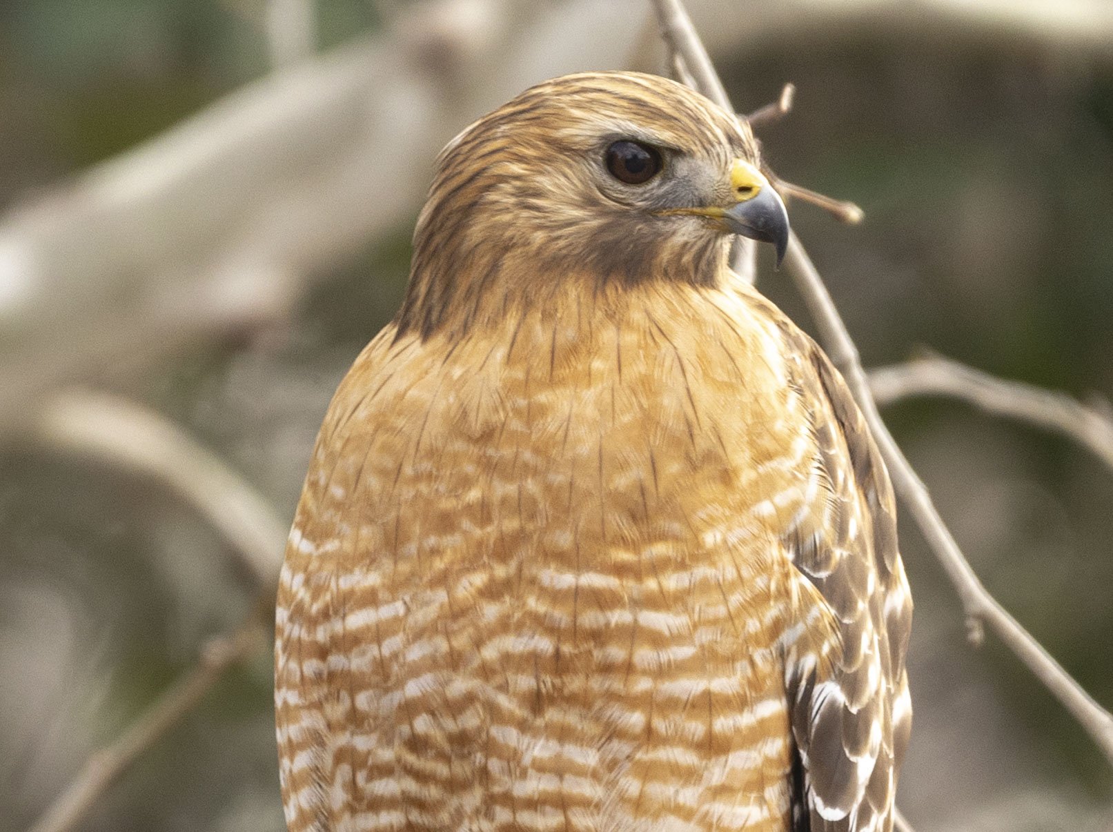 Red-Shouldered Hawk, February 12, 2026
Canon EOS R6m2
150-600mm F5-6.3 DG OS HSM
Dimensions: 1613 × 1206