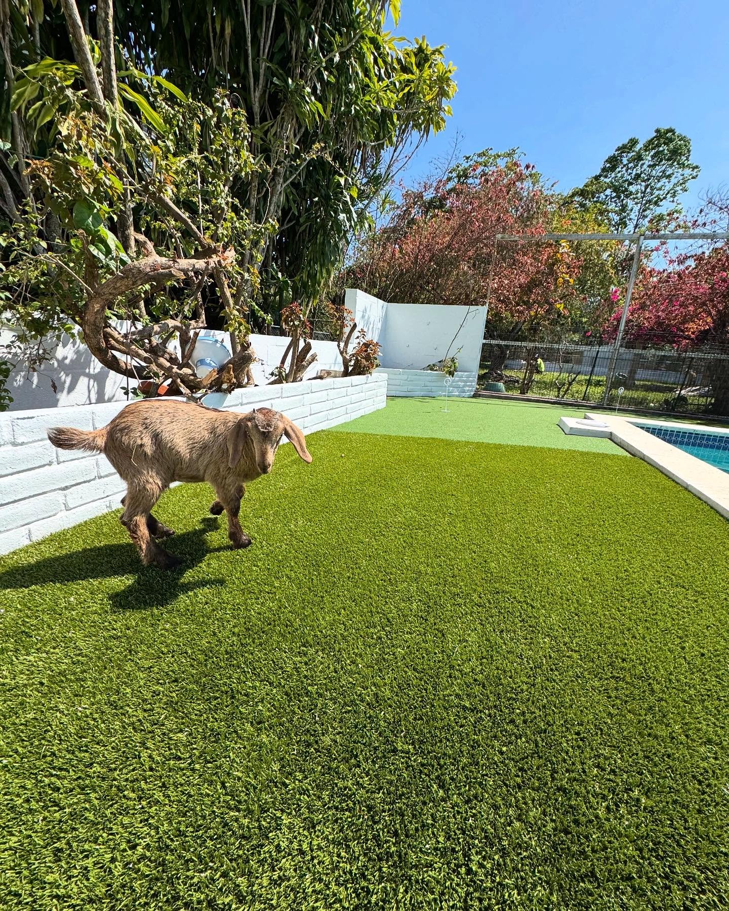 Turf king with that GOAT energy #turfmiami #summer #foreverlawn
