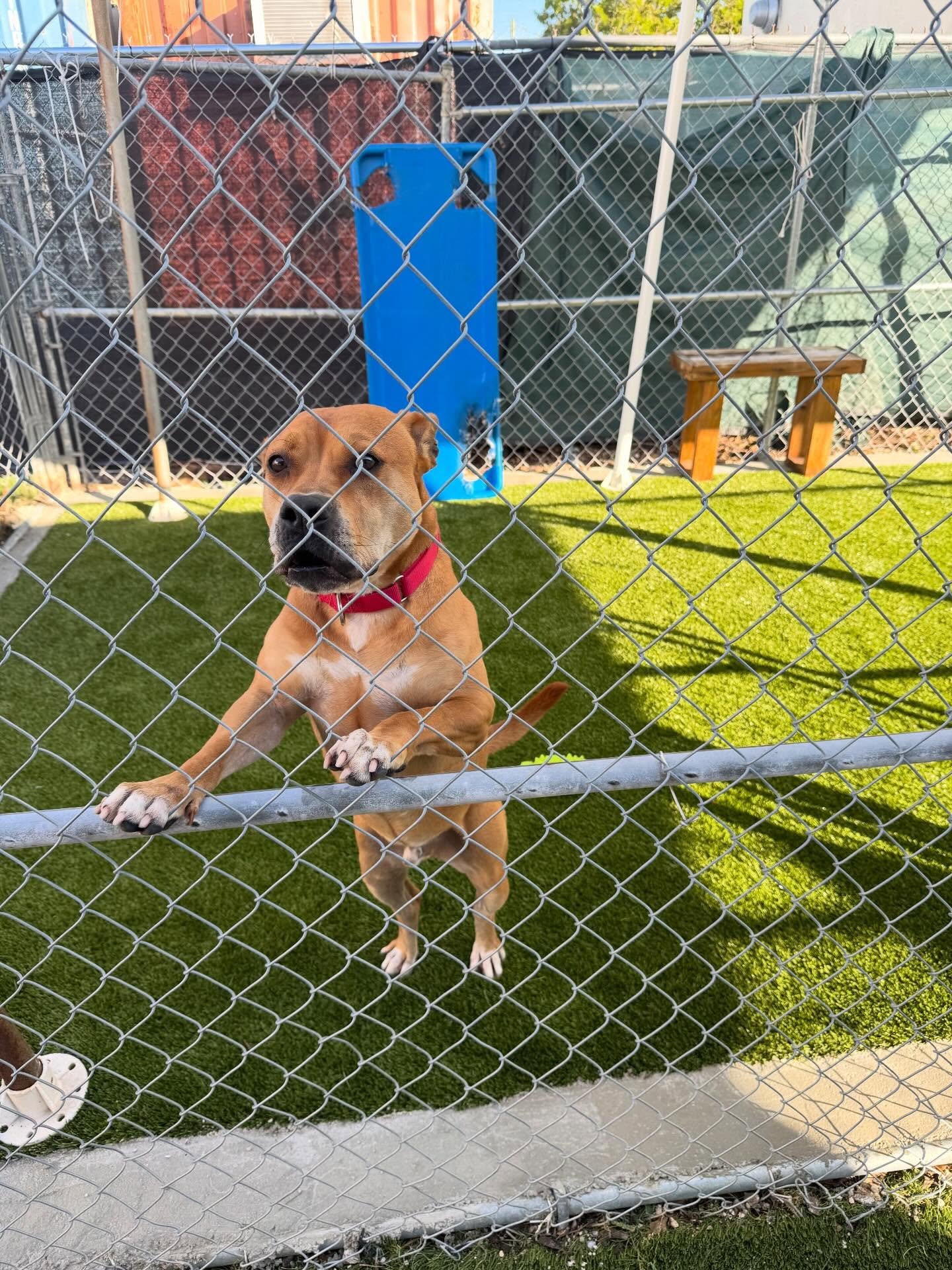 This holiday season, ForeverLawn Miami is giving back to our furry friends 🐶❤️
We&rsquo;re proud to install K9Grass at PAWS4U pet shelter&mdash;creating a cleaner, safer, and more comfortable space for dogs waiting for their forever homes.
Because e