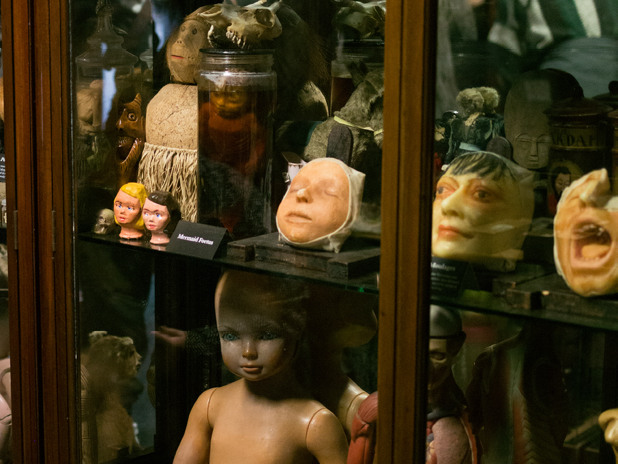 Museum of Curiosities: Where Macabre Meets the Beautiful