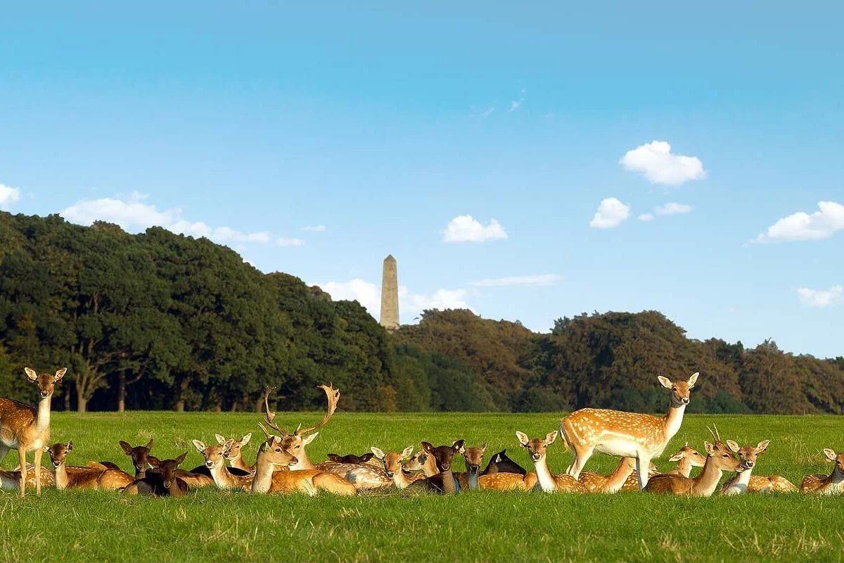 Not Only the Botanical Gardens: Where To Explore Dublin’s Floral Life and Wildlife Right in the City.